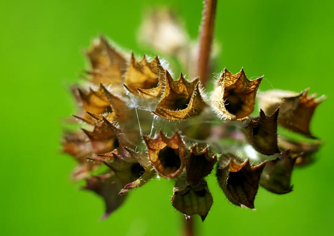 Whorled Sage (Salvia Verticillata) — It prefers full sun to part shade, flourishing in well-drained soil