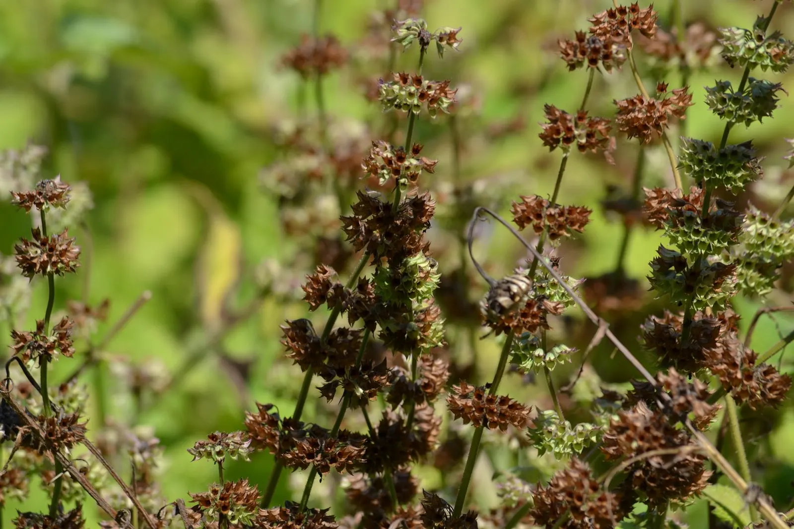 Whorled Sage (Salvia Verticillata) — providing a nectar-rich source which bolsters local biodiversity; this plant thrives in USDA Zones 4-8, image 63