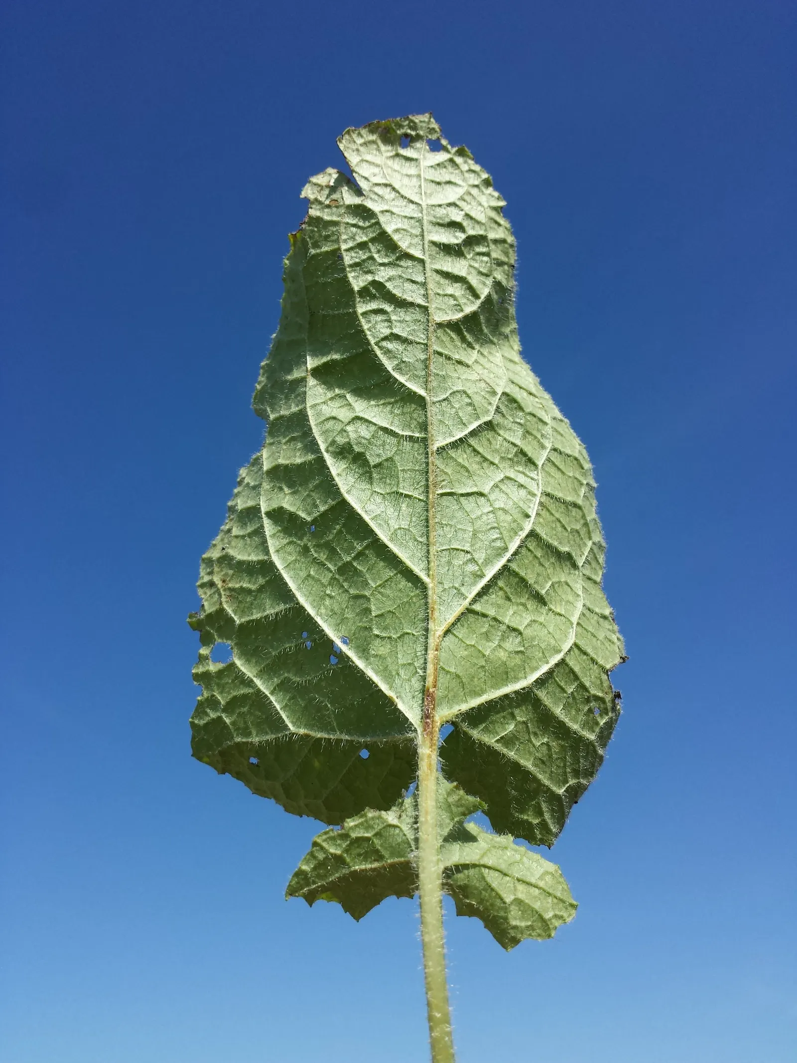 Whorled Sage (Salvia Verticillata) — It is equally resistant to deer; reaching heights of 18 to 30 inches with a spread of 12 to 24 inches