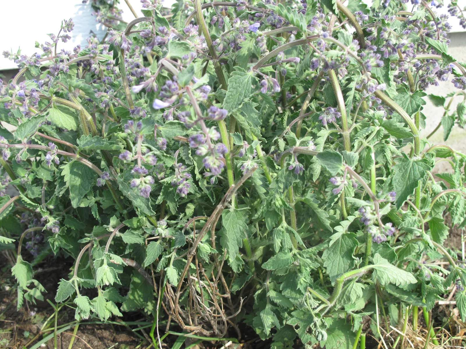 Whorled Sage (Salvia Verticillata) — Lilac Sage is drought-resistant once established; aside from occasional deadheading to promote re-blooming and general