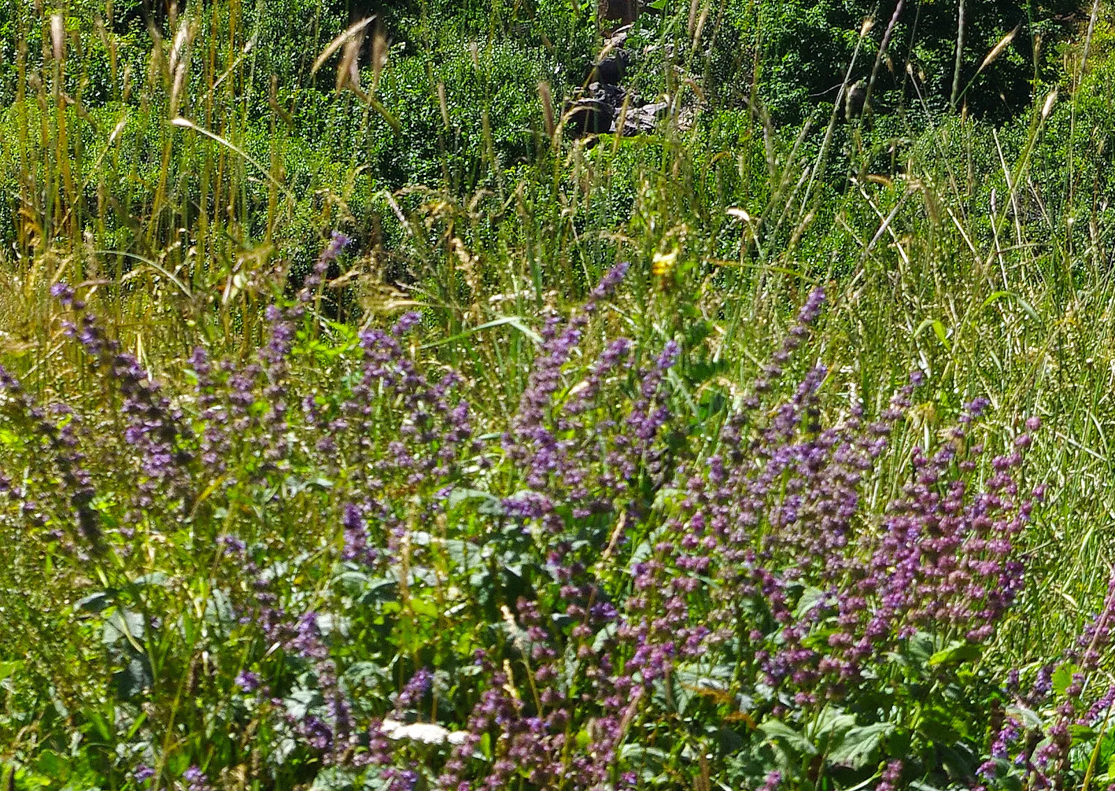 Whorled Sage (Salvia Verticillata) — reaching heights of 18 to 30 inches with a spread of 12 to 24 inches; vertical accent amid the greenery of a, image 54