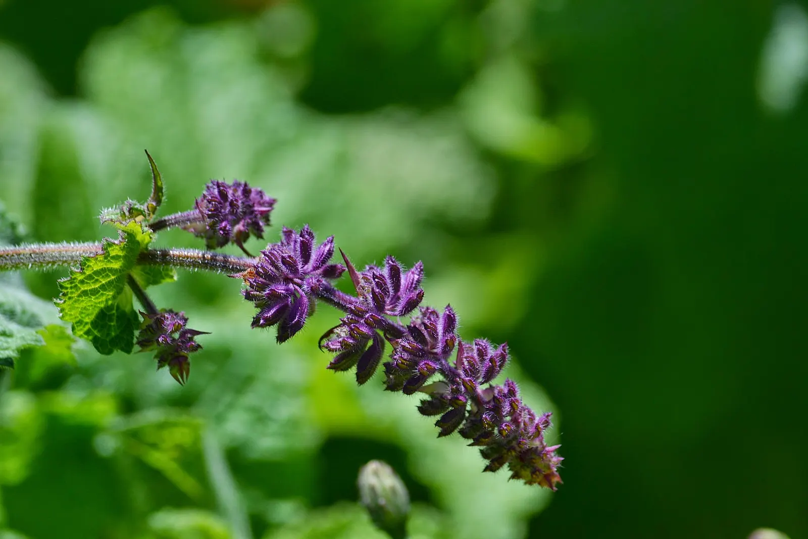 Whorled Sage (Salvia Verticillata) — While it is adaptable to different types of soils, adequate drainage is vital to prevent root rot