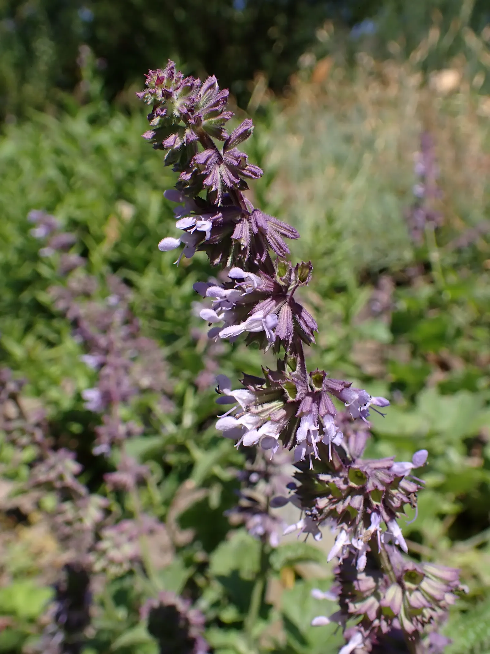 Whorled Sage (Salvia Verticillata) — Drought tolerant once established and great for attracting pollinators; it prefers full sun to part shade, flourishing in