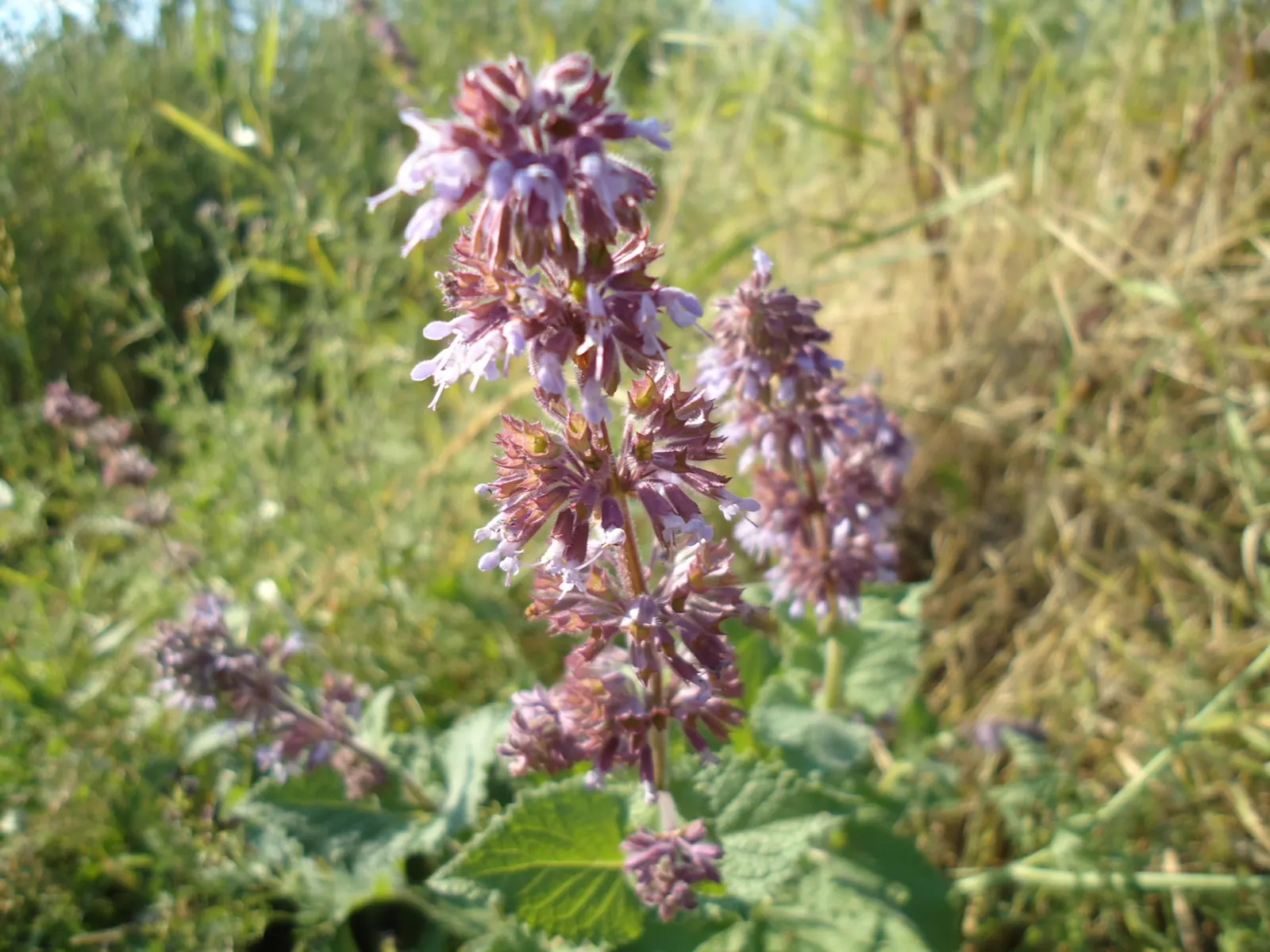 Whorled Sage (Salvia Verticillata) — perennial with blue and violet blooms; lilac Sage is drought-resistant once established