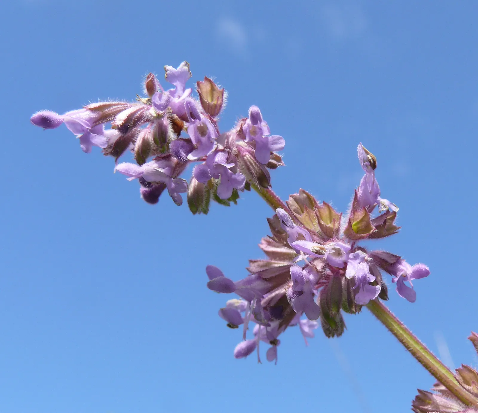 Whorled Sage (Salvia Verticillata) — Blooms from late spring to early summer; drought tolerant once established and great for attracting pollinators, image 50