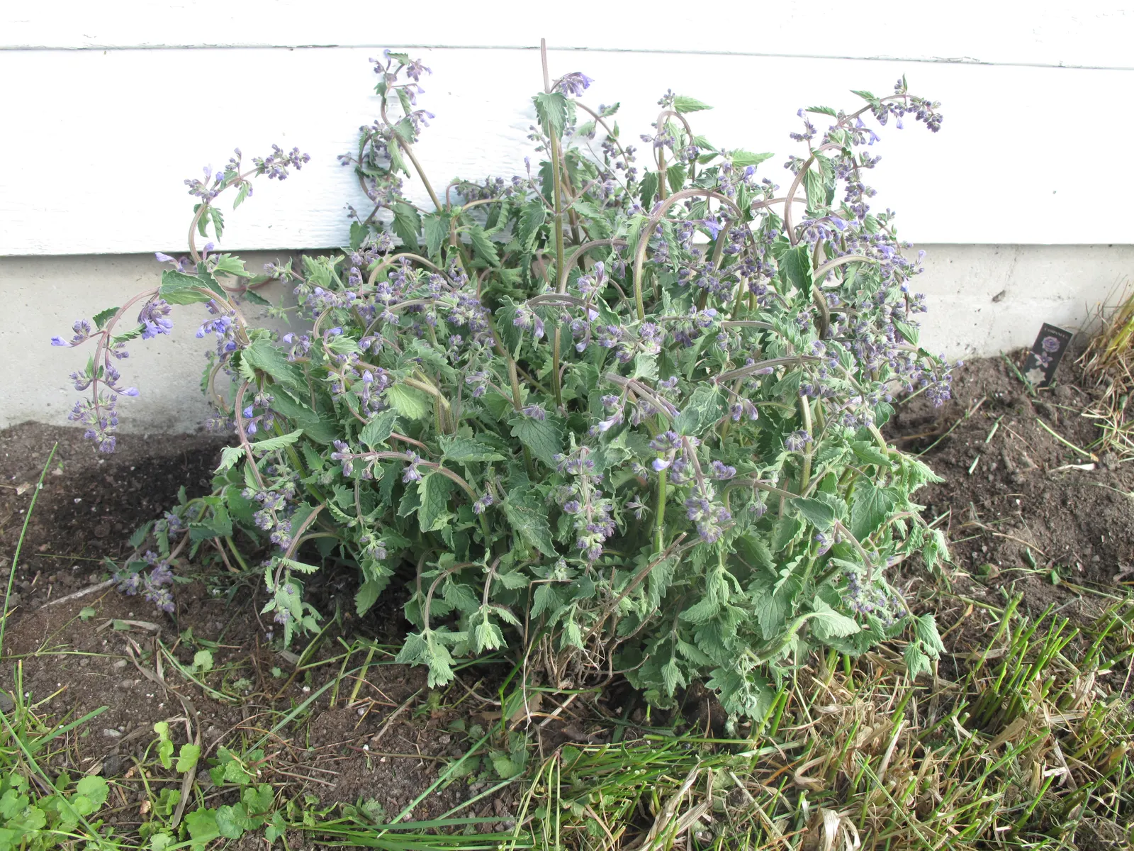 Whorled Sage (Salvia Verticillata) — prized for its whorls of lilac-purple blooms and its robust