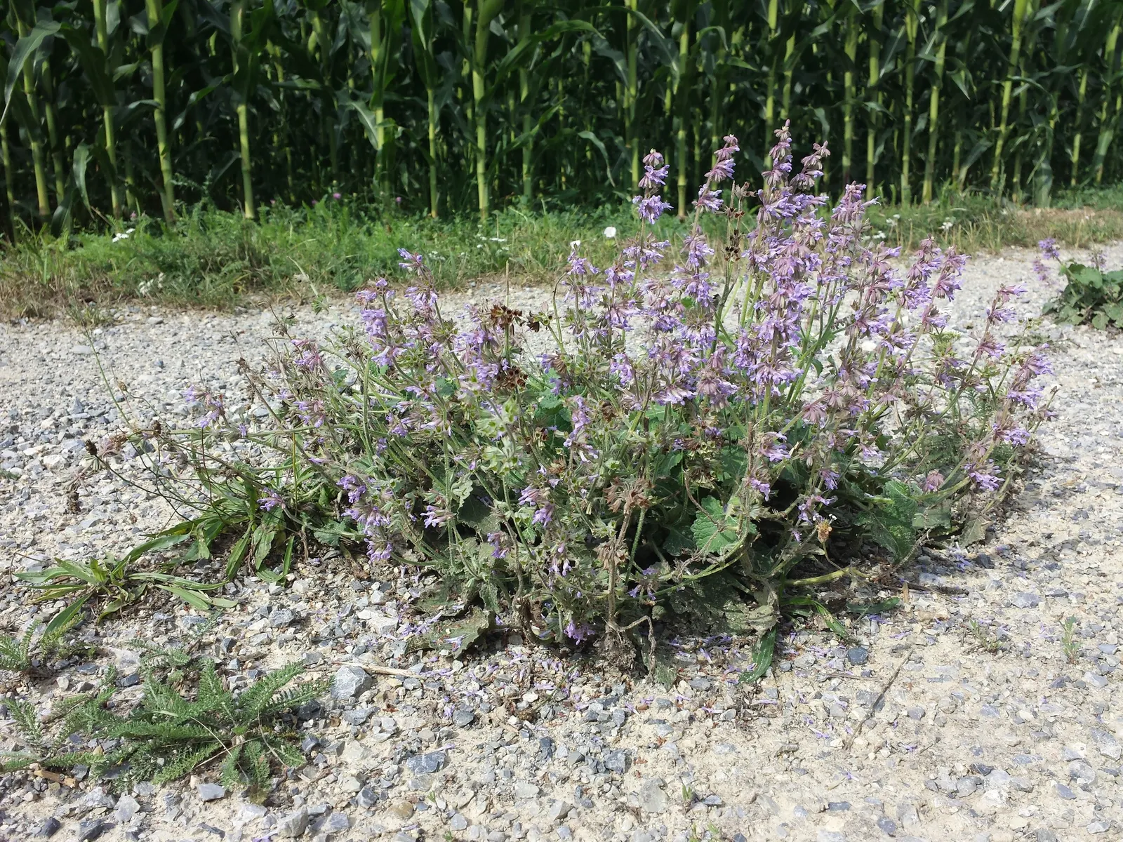 Whorled Sage (Salvia Verticillata) — aside from occasional deadheading to promote re-blooming and general neatness; a weekly watering episode suffices
