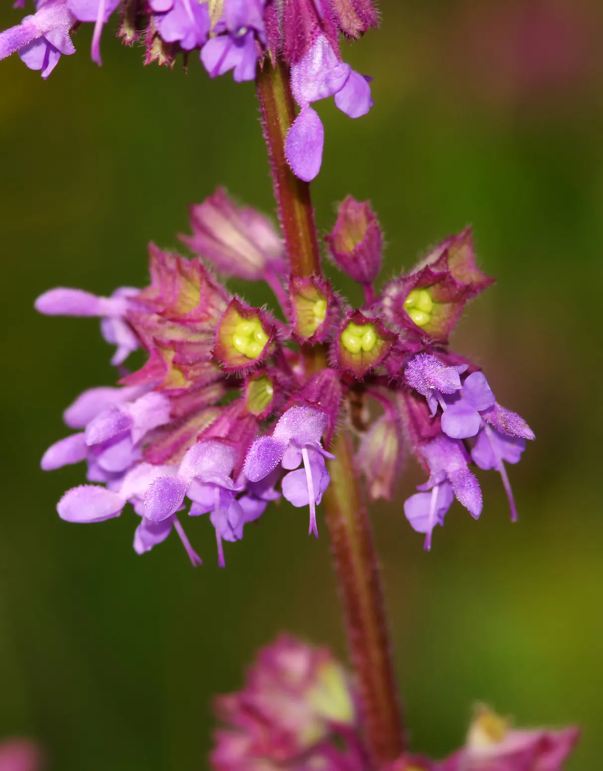 Whorled Sage (Salvia Verticillata) — providing a nectar-rich source which bolsters local biodiversity; this plant thrives in USDA Zones 4-8, prefers full sun