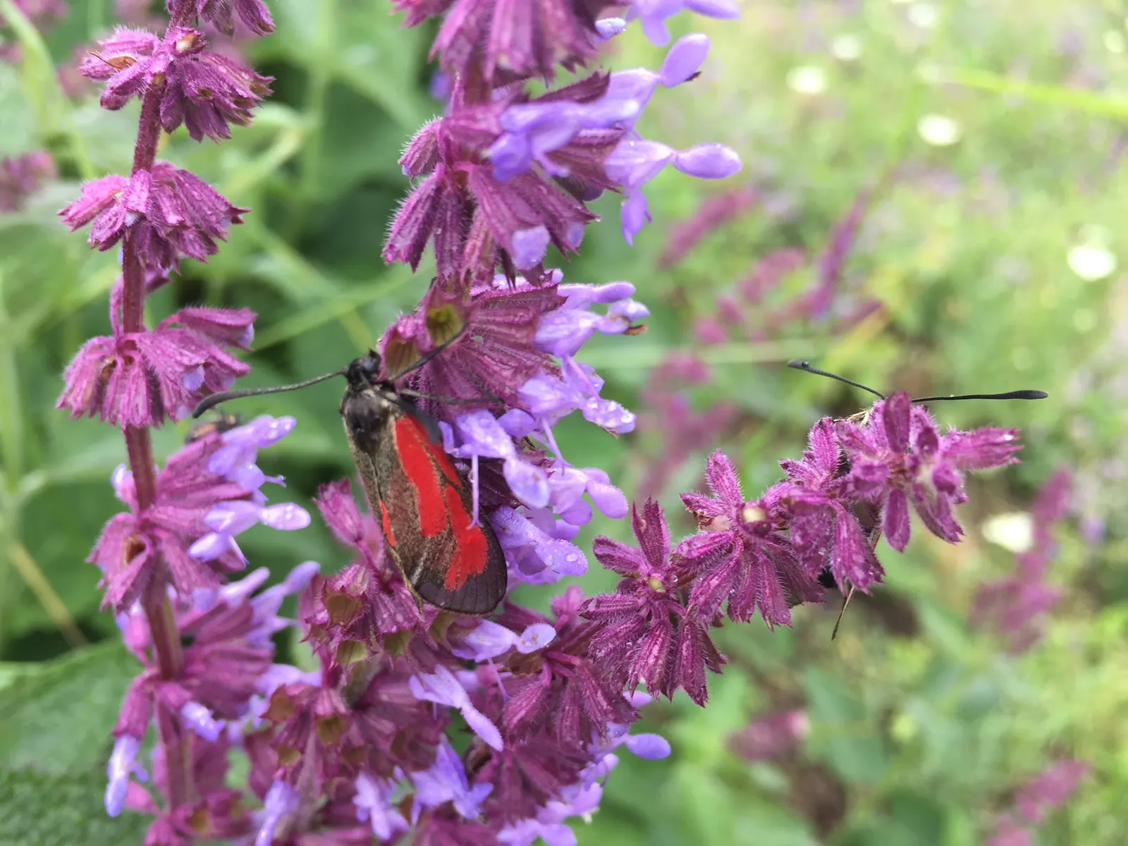 Whorled Sage (Salvia Verticillata) — perennial for full