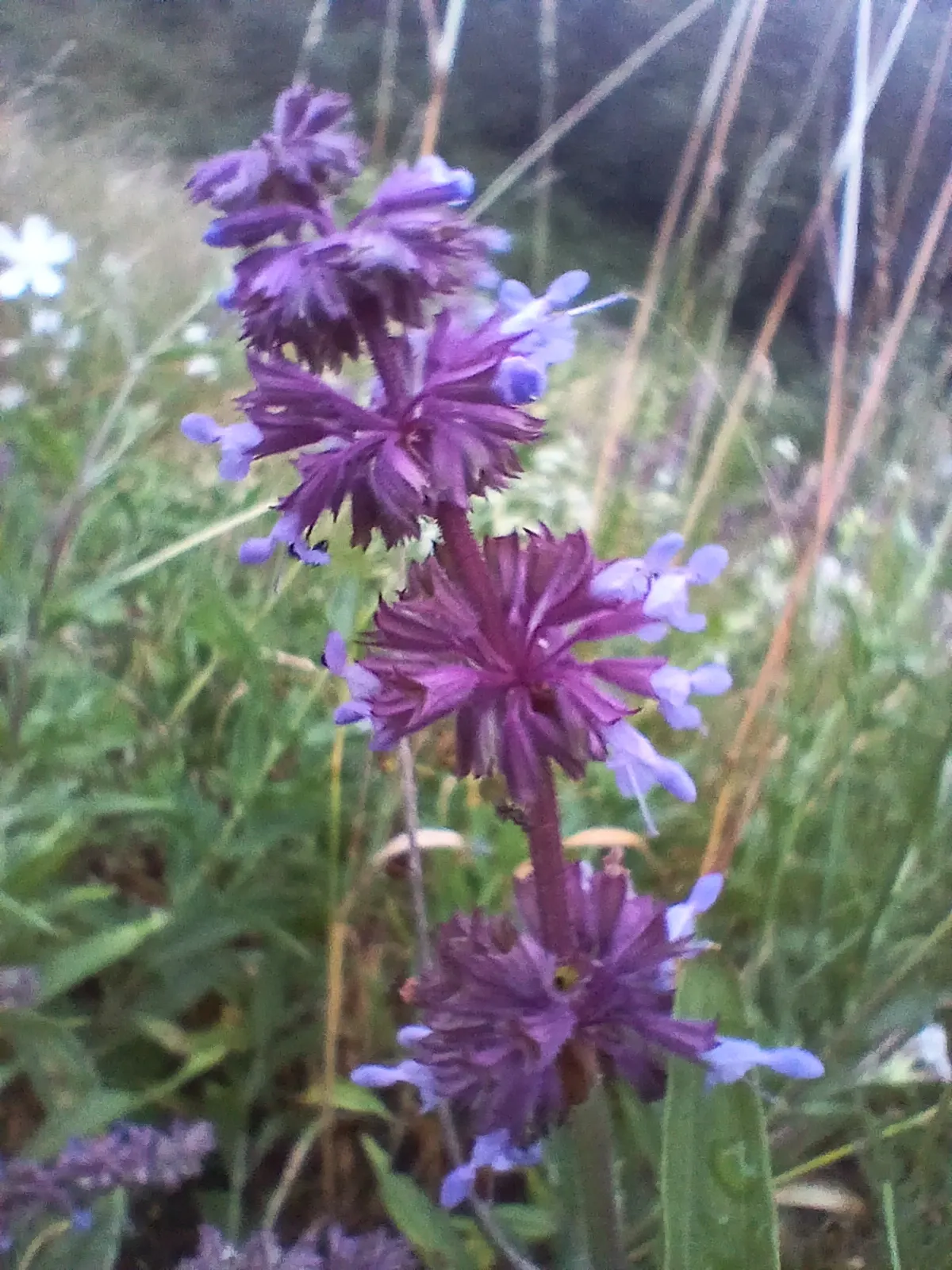 Whorled Sage (Salvia Verticillata) — It prefers full sun to part shade, flourishing in well-drained soil; lilac Sage (Salvia verticillata) is a captivating