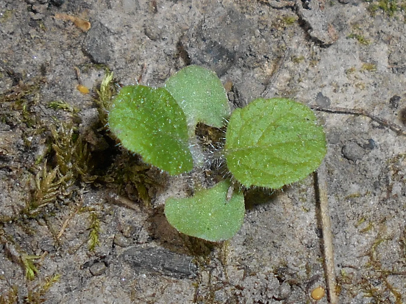 Whorled Sage (Salvia Verticillata) — vertical accent amid the greenery of a garden