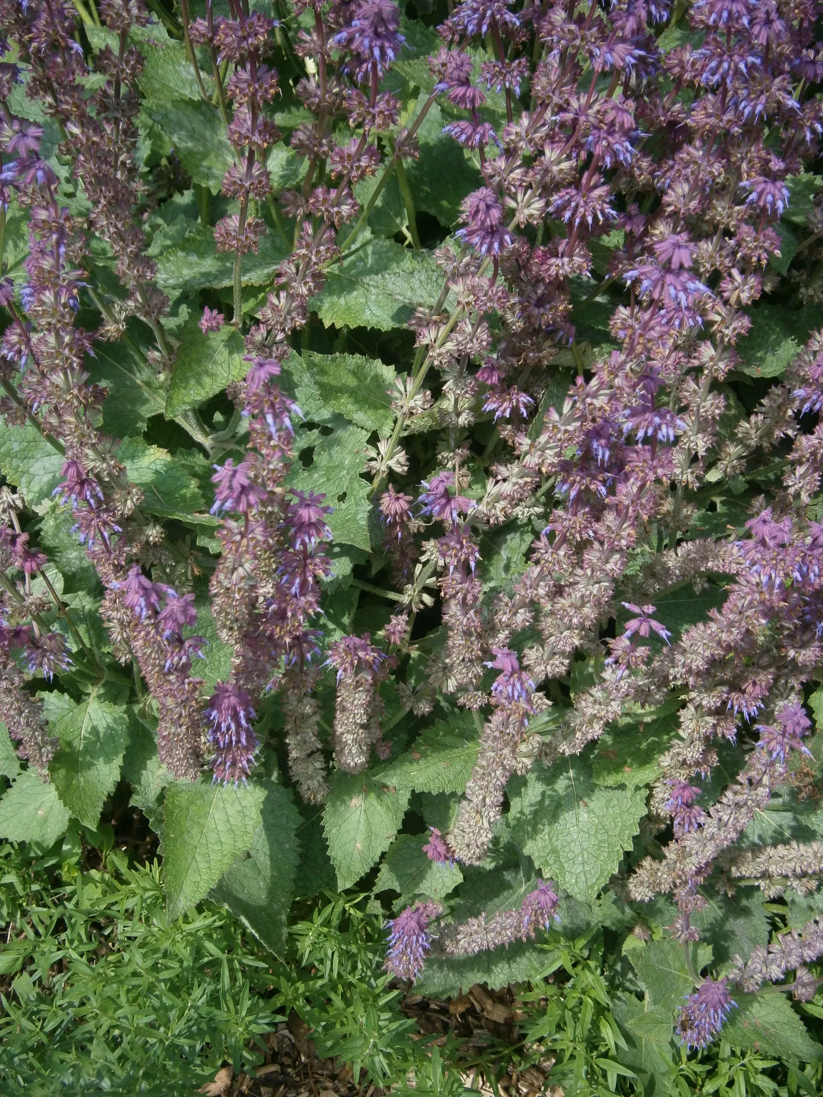 Whorled Sage (Salvia Verticillata) — The plant's foliage comprises medium to dark green leaves; reducing the need for frequent watering - generally