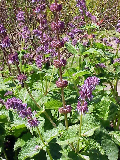 Whorled Sage (Salvia Verticillata) — This plant thrives in USDA Zones 4-8, prefers full sun to part shade, and well-drained soil; blooms from late spring to