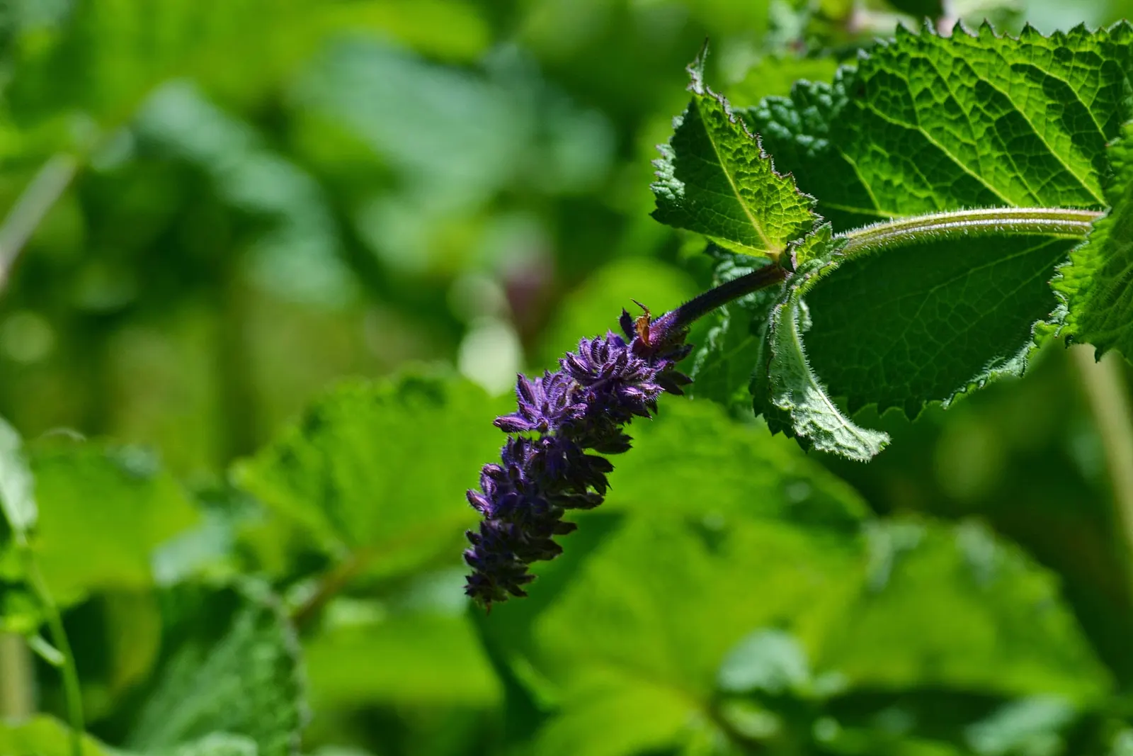 Whorled Sage (Salvia Verticillata) — prized for its whorls of lilac-purple blooms and its robust; but during extended dry spells