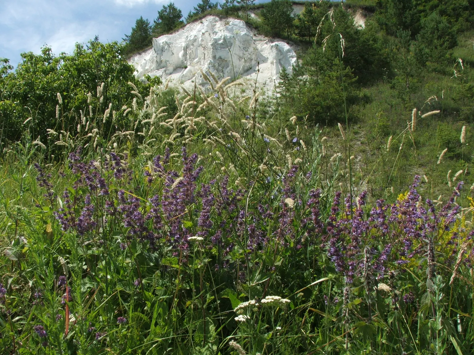 Whorled Sage (Salvia Verticillata) — Lilac Sage is drought-resistant once established