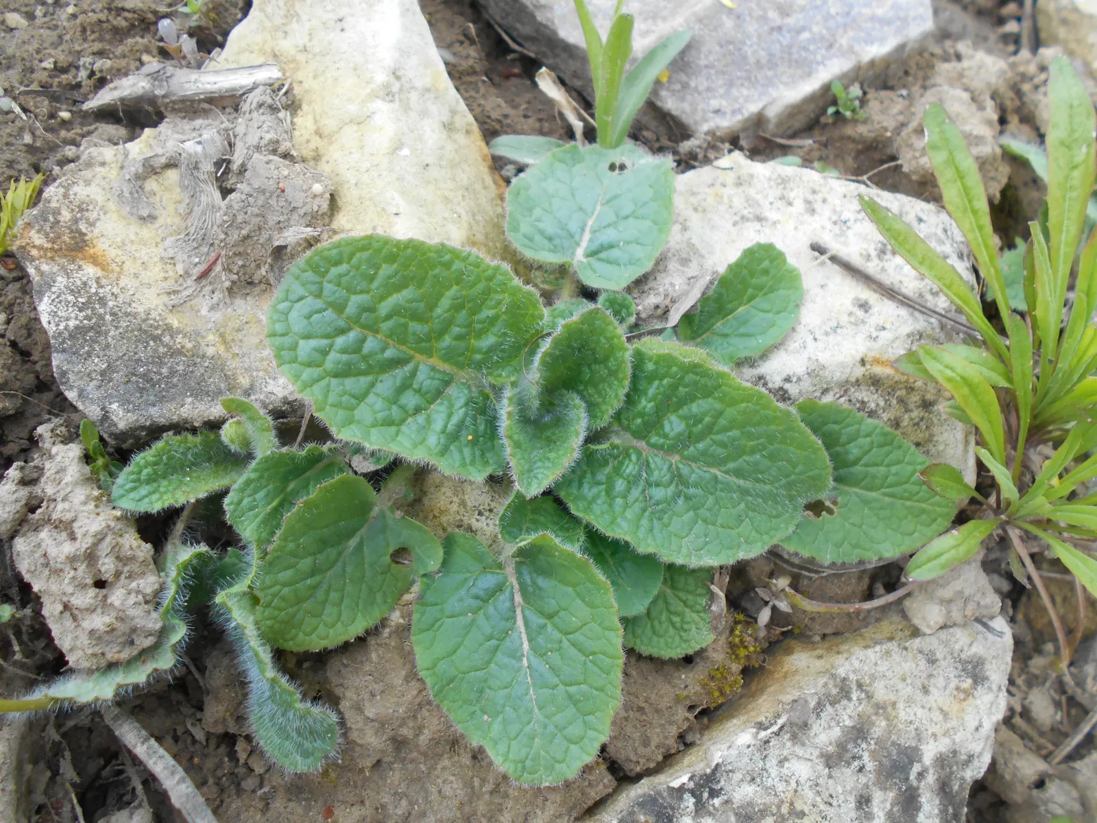 Whorled Sage (Salvia Verticillata) — This plant thrives in USDA Zones 4-8, prefers full sun to part shade, and well-drained soil; blooms from late, image 47