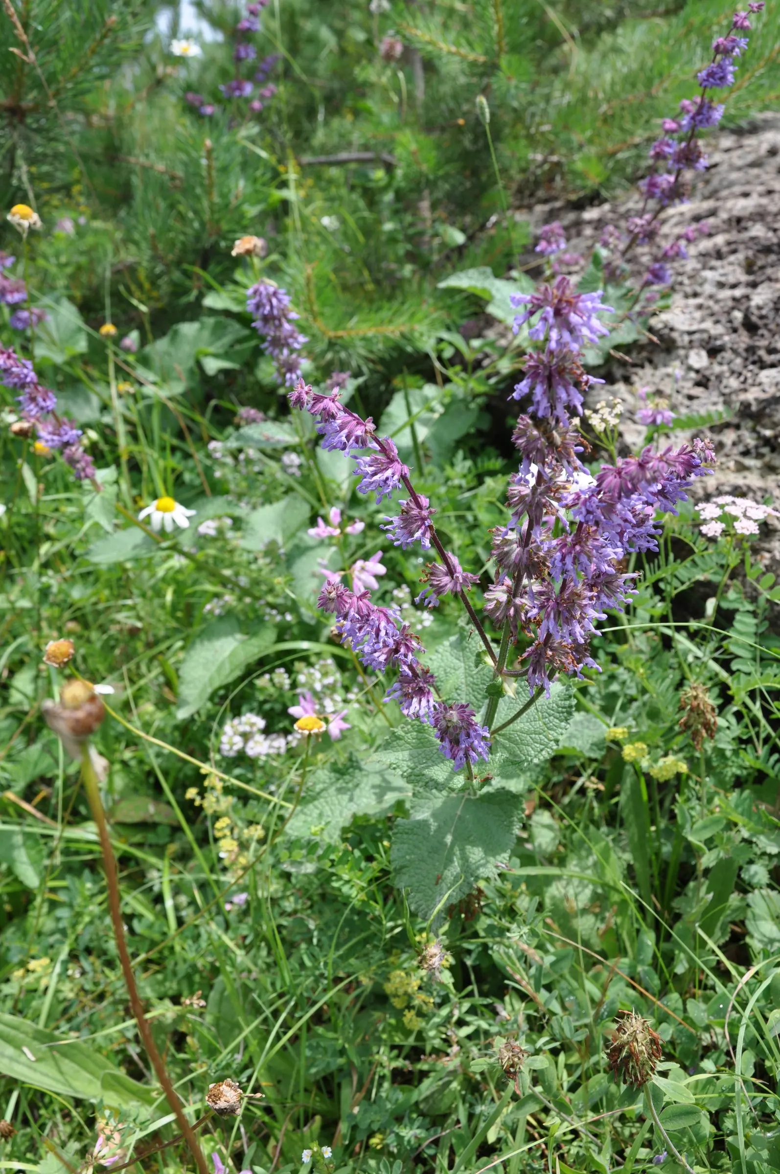 Whorled Sage (Salvia Verticillata) — The plant's foliage comprises medium to dark green leaves; reducing the need for frequent watering - generally, image 55