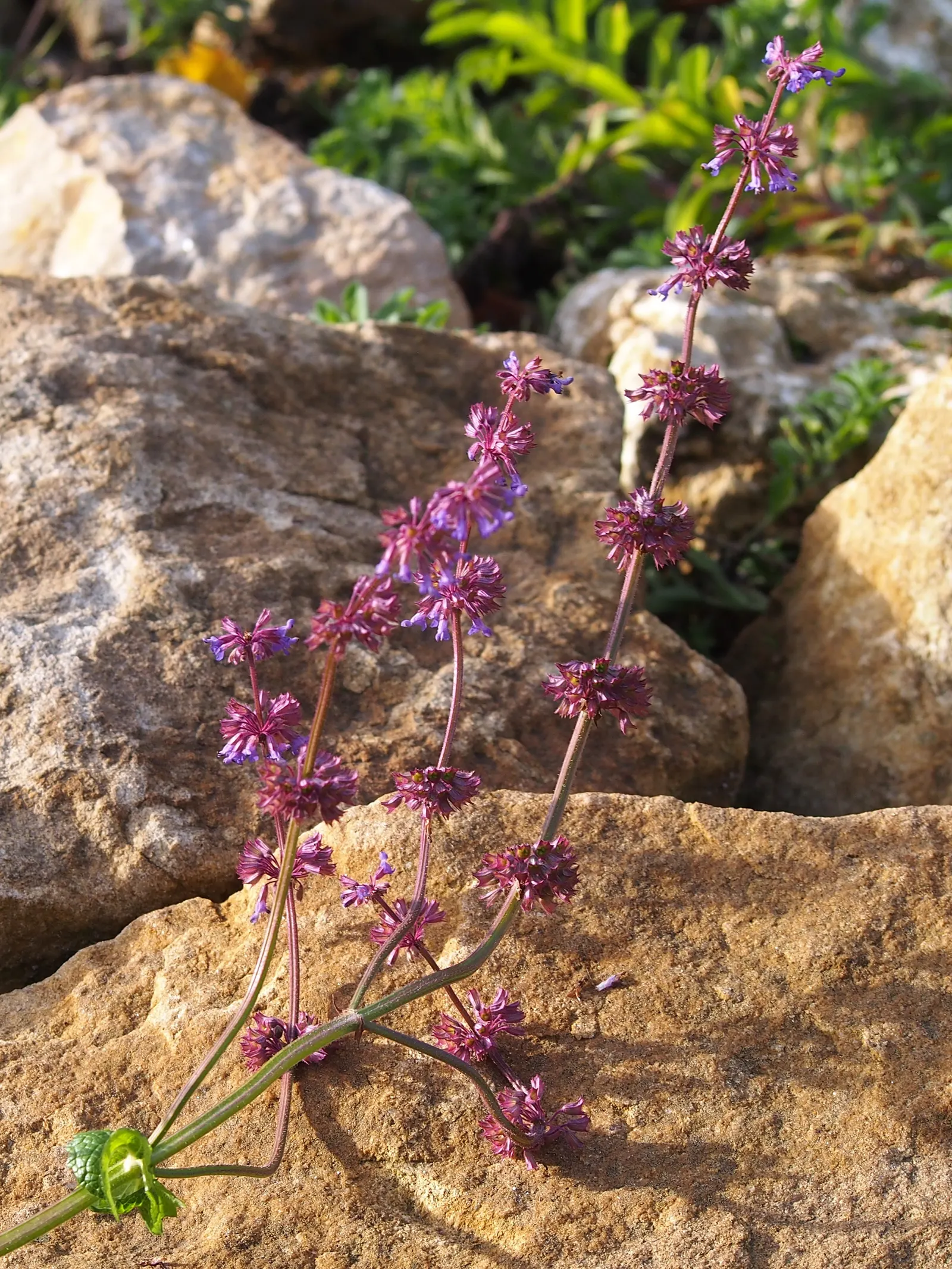 Whorled Sage (Salvia Verticillata) — blue and violet flowers in the garden; prized for its whorls of lilac-purple blooms and its robust