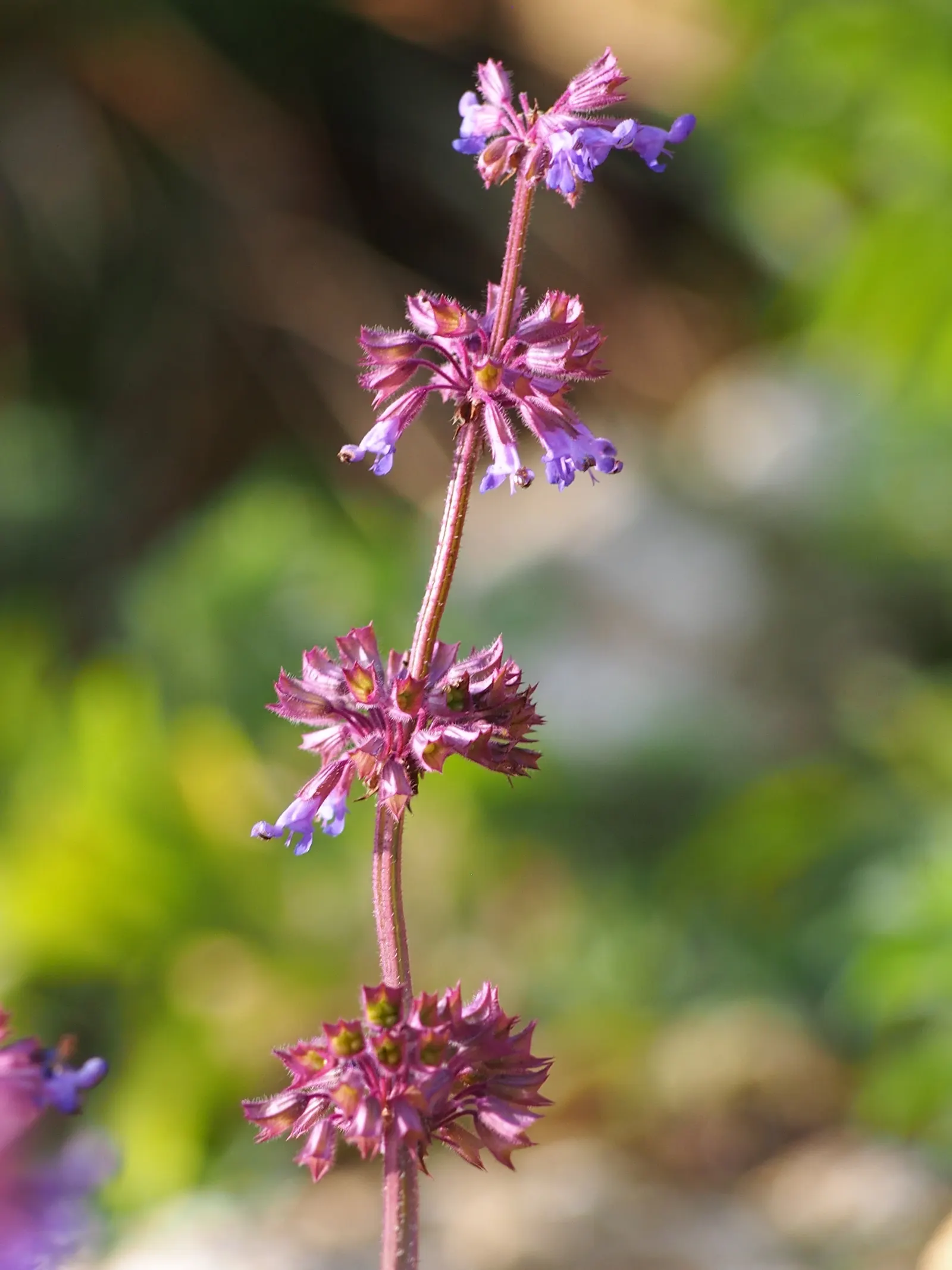 Whorled Sage (Salvia Verticillata) — Blooms from late spring to early summer