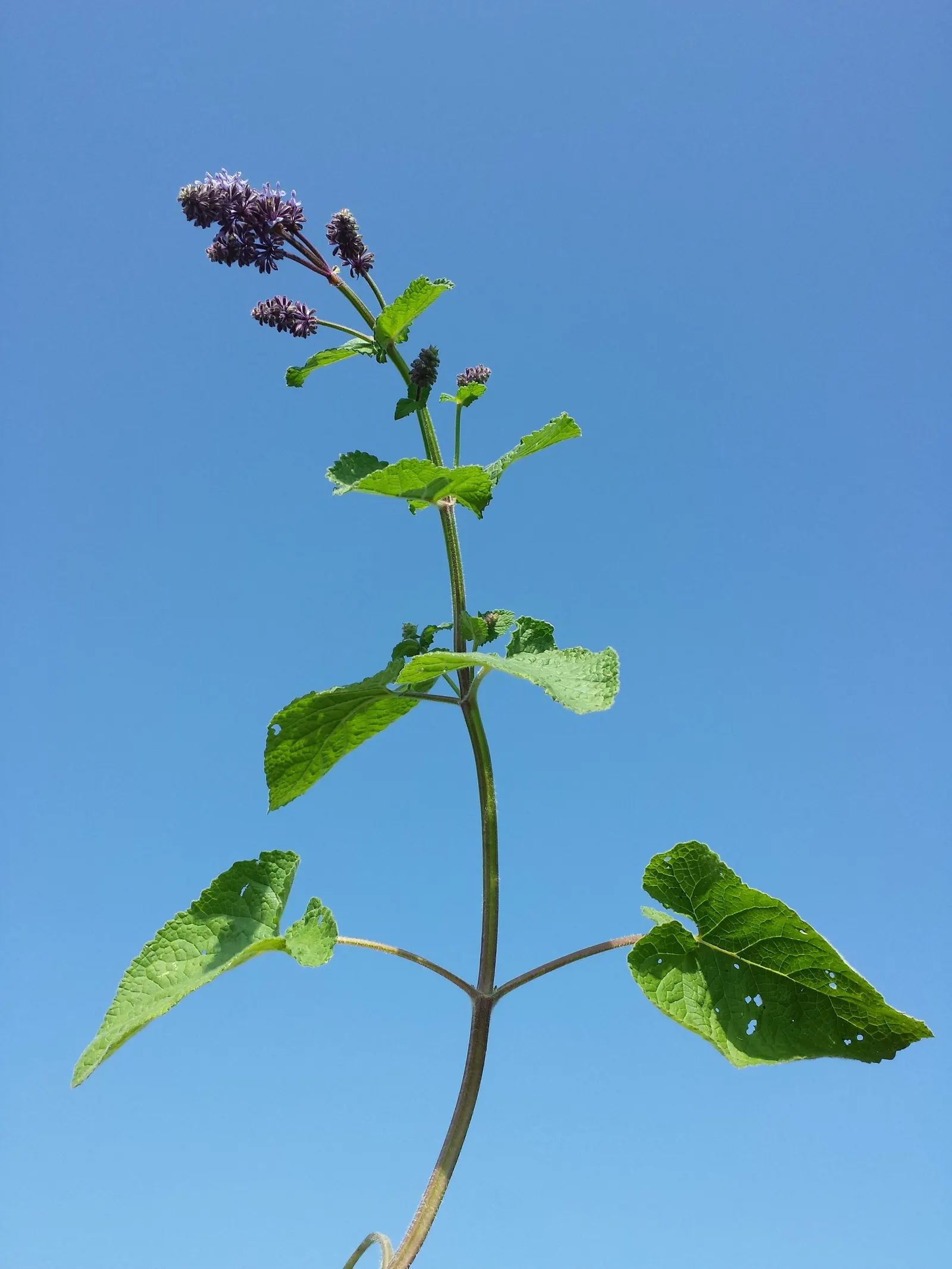 Whorled Sage (Salvia Verticillata) — Lilac Sage (Salvia verticillata) is a captivating perennial