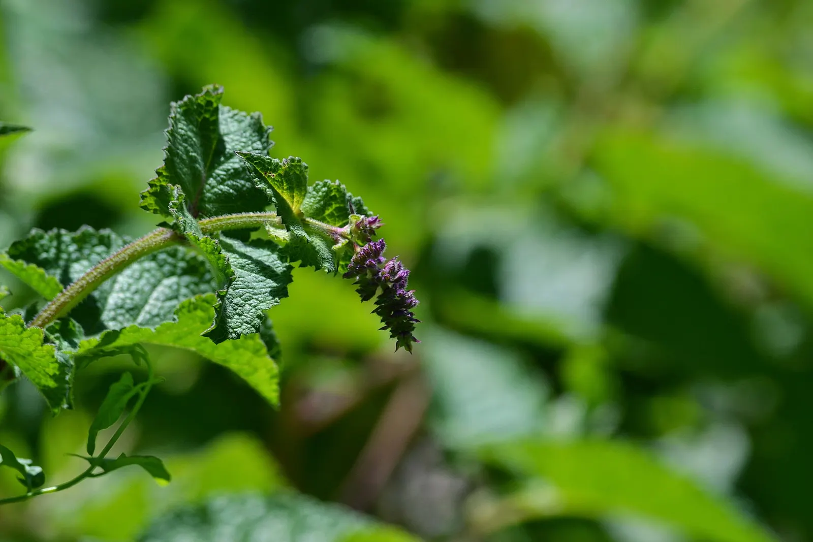 Whorled Sage (Salvia Verticillata) — perennial with blue and violet blooms