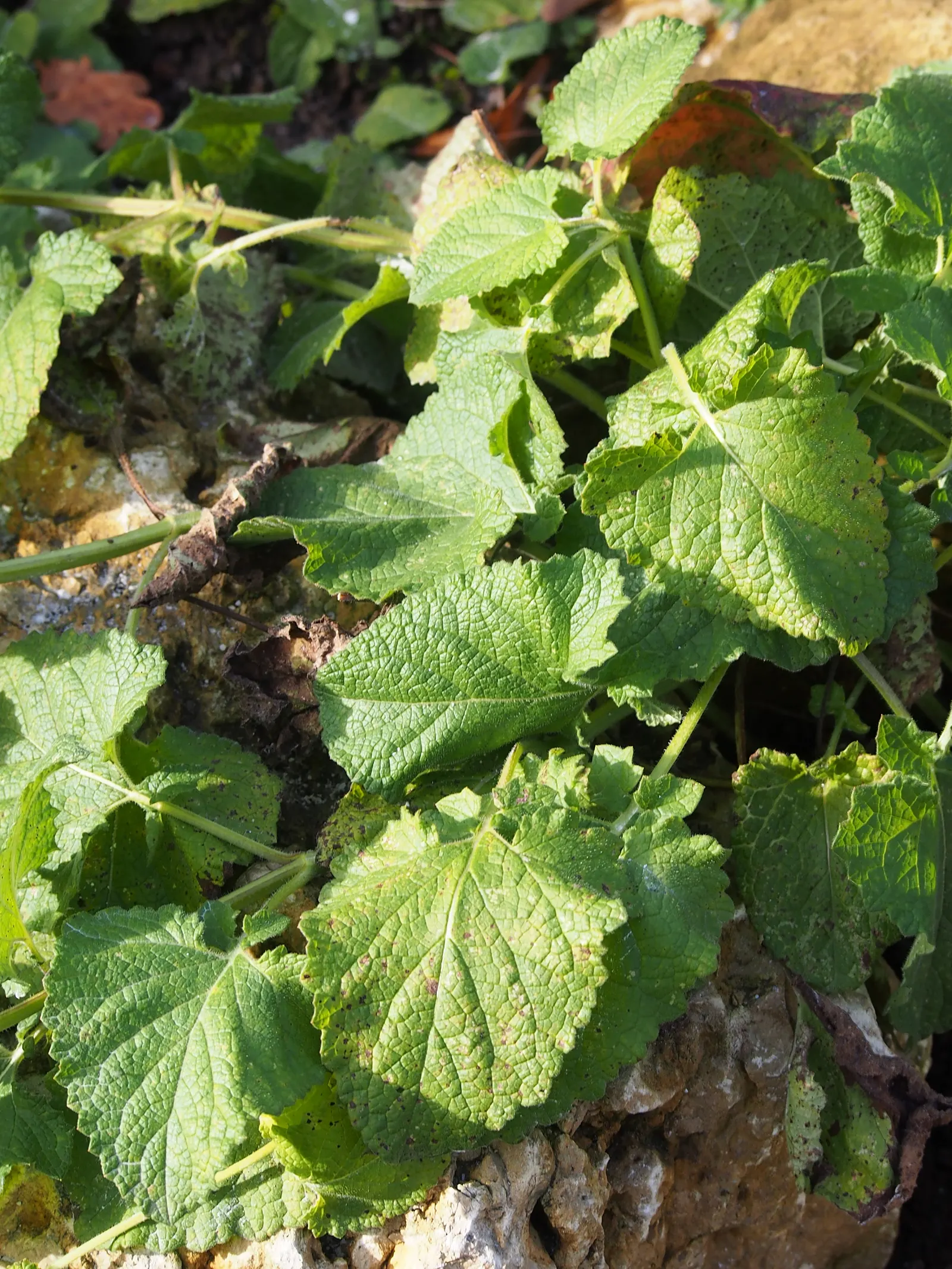 Whorled Sage (Salvia Verticillata) — but during extended dry spells