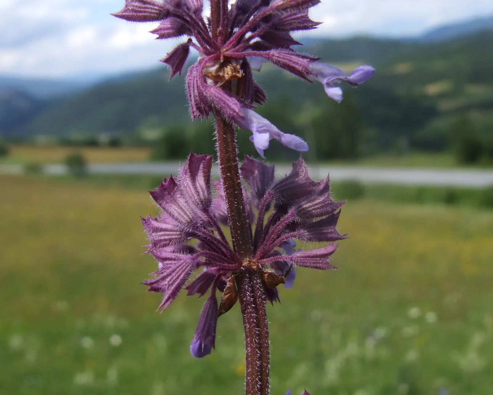 Whorled Sage (Salvia Verticillata) — reducing the need for frequent watering - generally; or as a fragrant ground cover, image 60