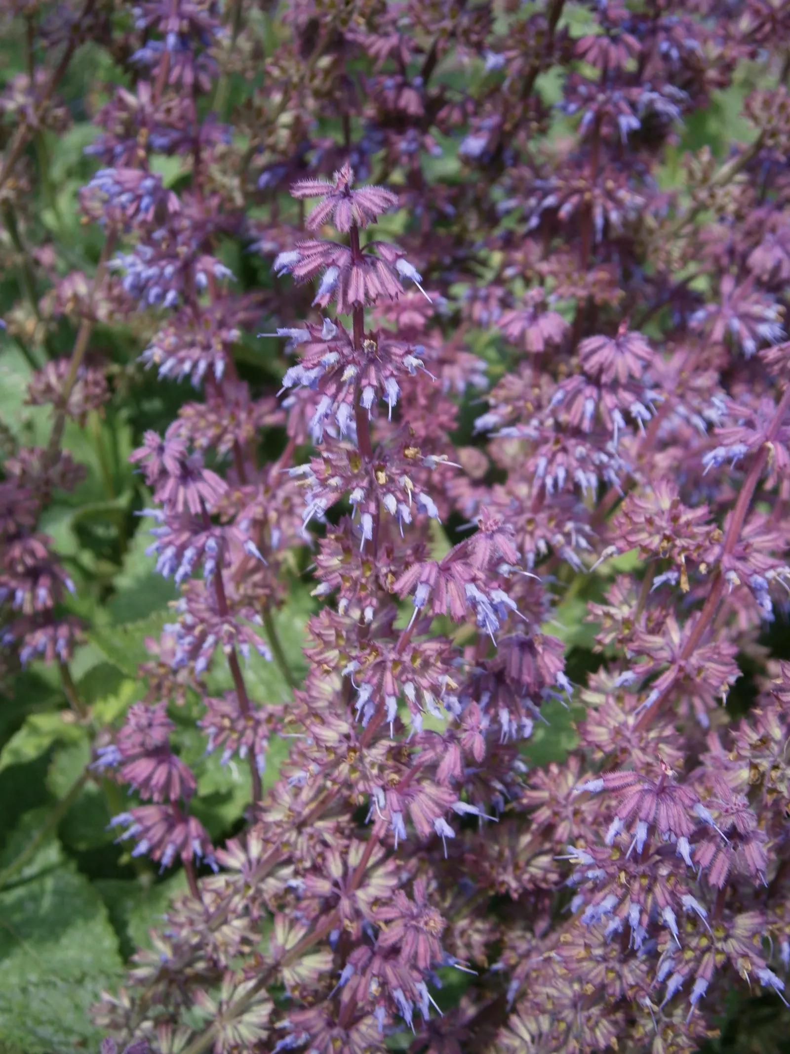 Whorled Sage (Salvia Verticillata) — the Lilac Sage is a notably carefree addition to any garden setting