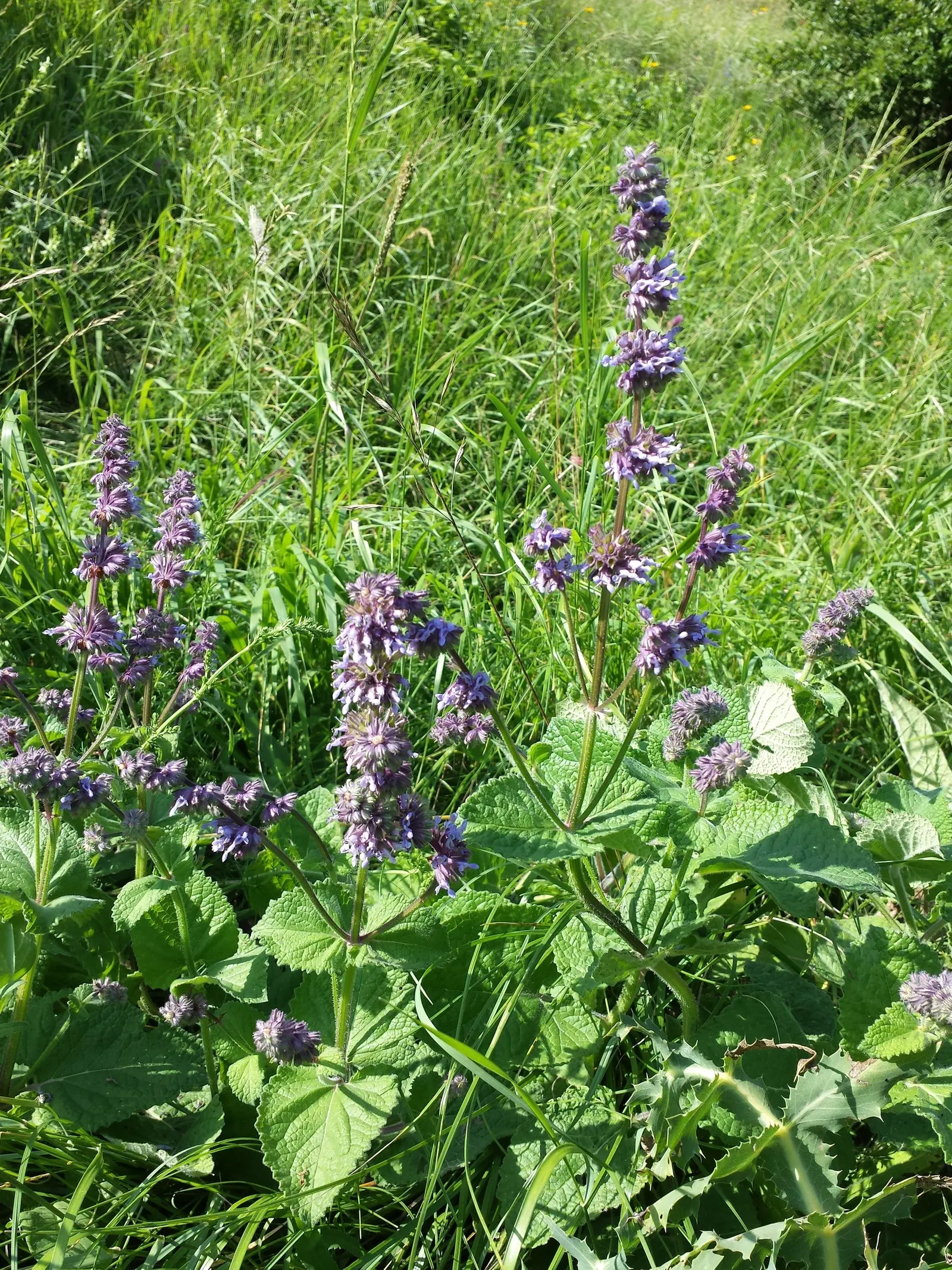 Whorled Sage (Salvia Verticillata) — perennial with blue and violet blooms; lilac Sage is drought-resistant once established, image 68