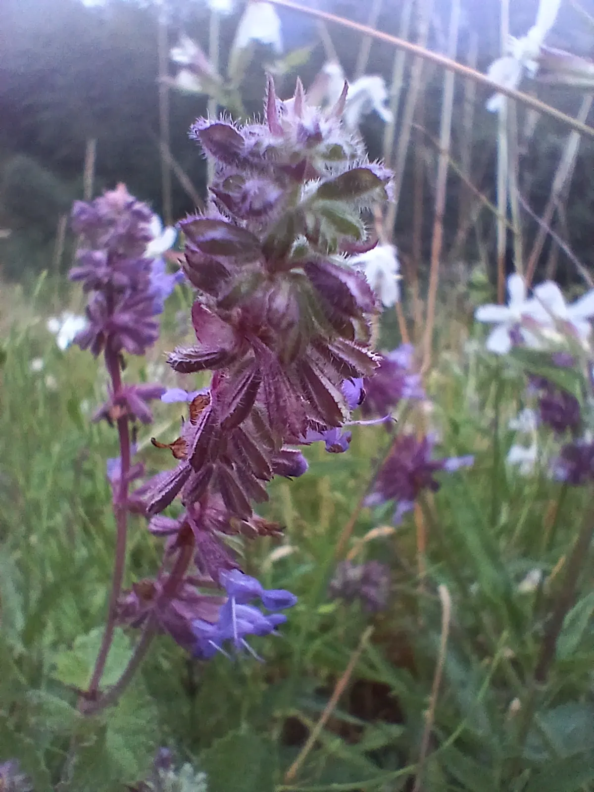 Whorled Sage (Salvia Verticillata) — Blooms from late spring to early summer; drought tolerant once established and great for attracting pollinators