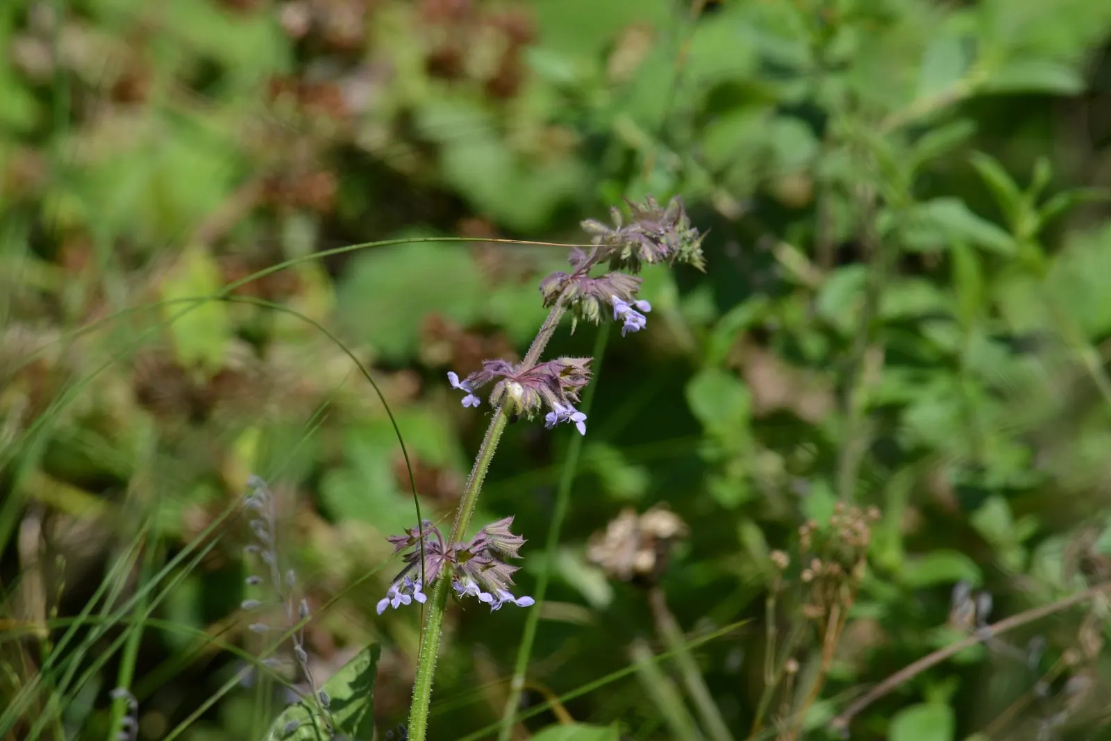 Whorled Sage (Salvia Verticillata) — perennial for full; the Lilac Sage is a notably carefree addition to any garden setting