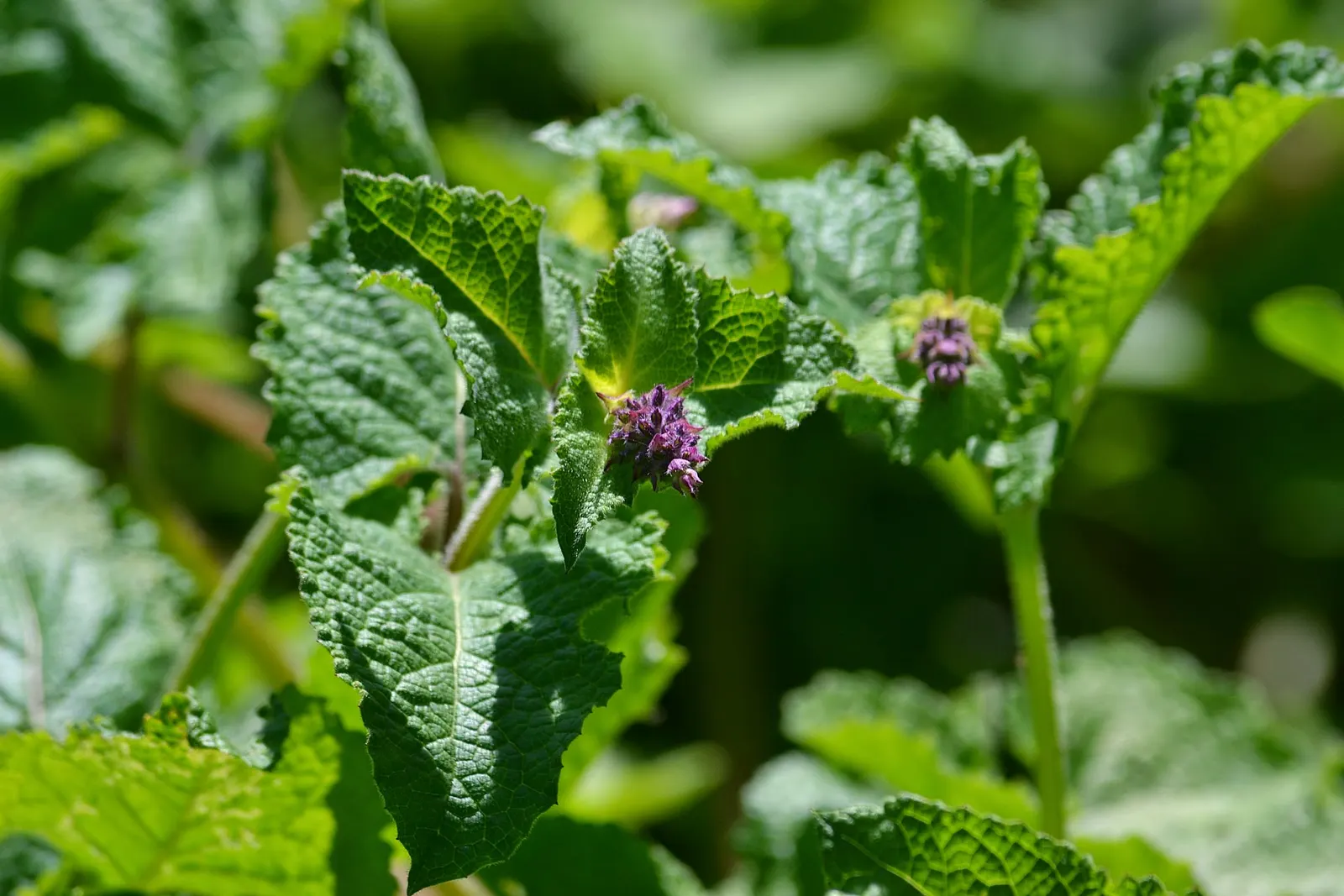 Whorled Sage (Salvia Verticillata) — a weekly watering episode suffices; perfectly suiting it to a variety of landscapes, image 61