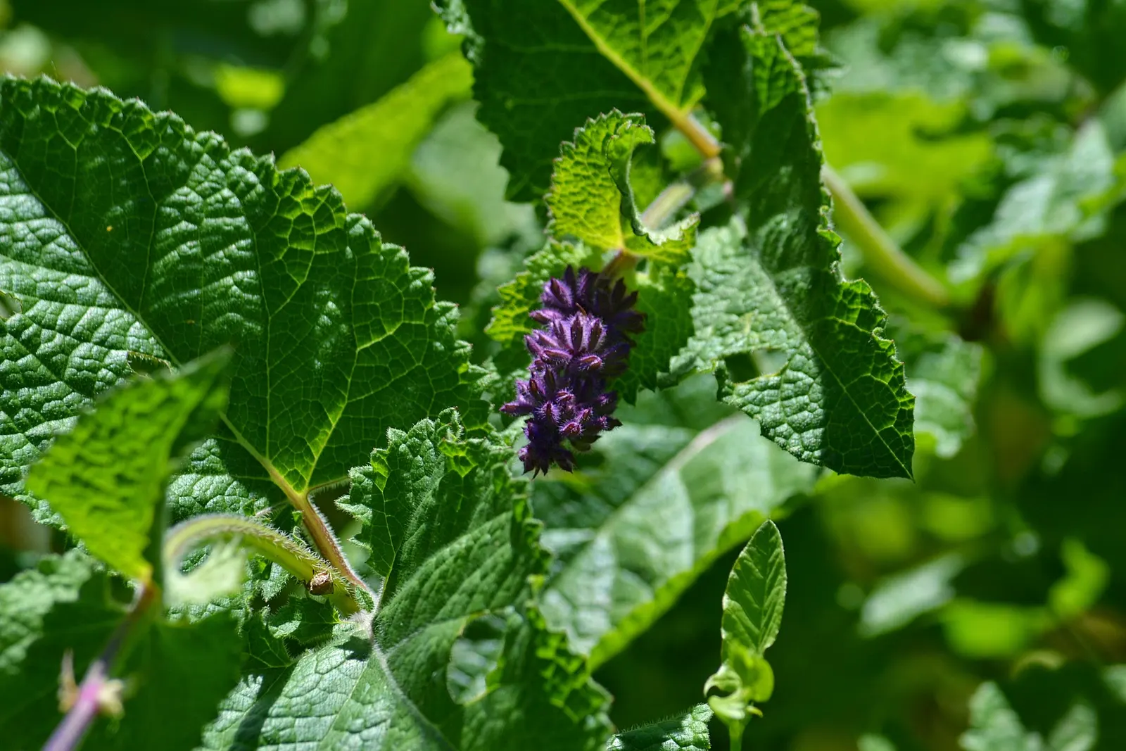 Whorled Sage (Salvia Verticillata) — The plant's foliage comprises medium to dark green leaves