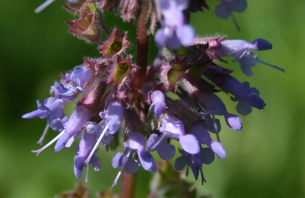 Whorled Sage (Salvia Verticillata) — a weekly watering episode suffices; perfectly suiting it to a variety of landscapes