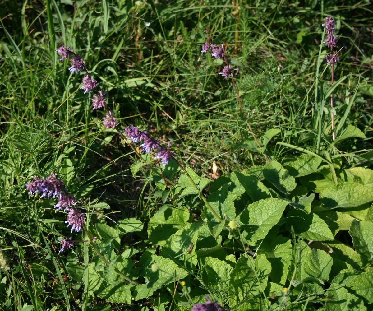 Whorled Sage (Salvia Verticillata) — Drought tolerant once established and great for attracting pollinators; it prefers full sun to part shade, image 48