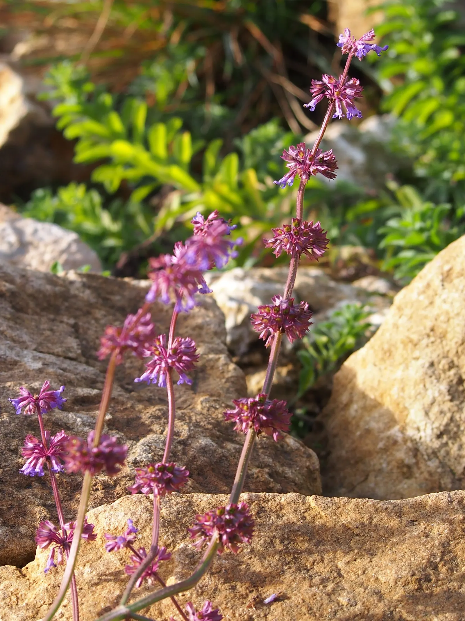 Whorled Sage (Salvia Verticillata) — While it is adaptable to different types of soils, adequate drainage is vital to prevent root rot, image 58