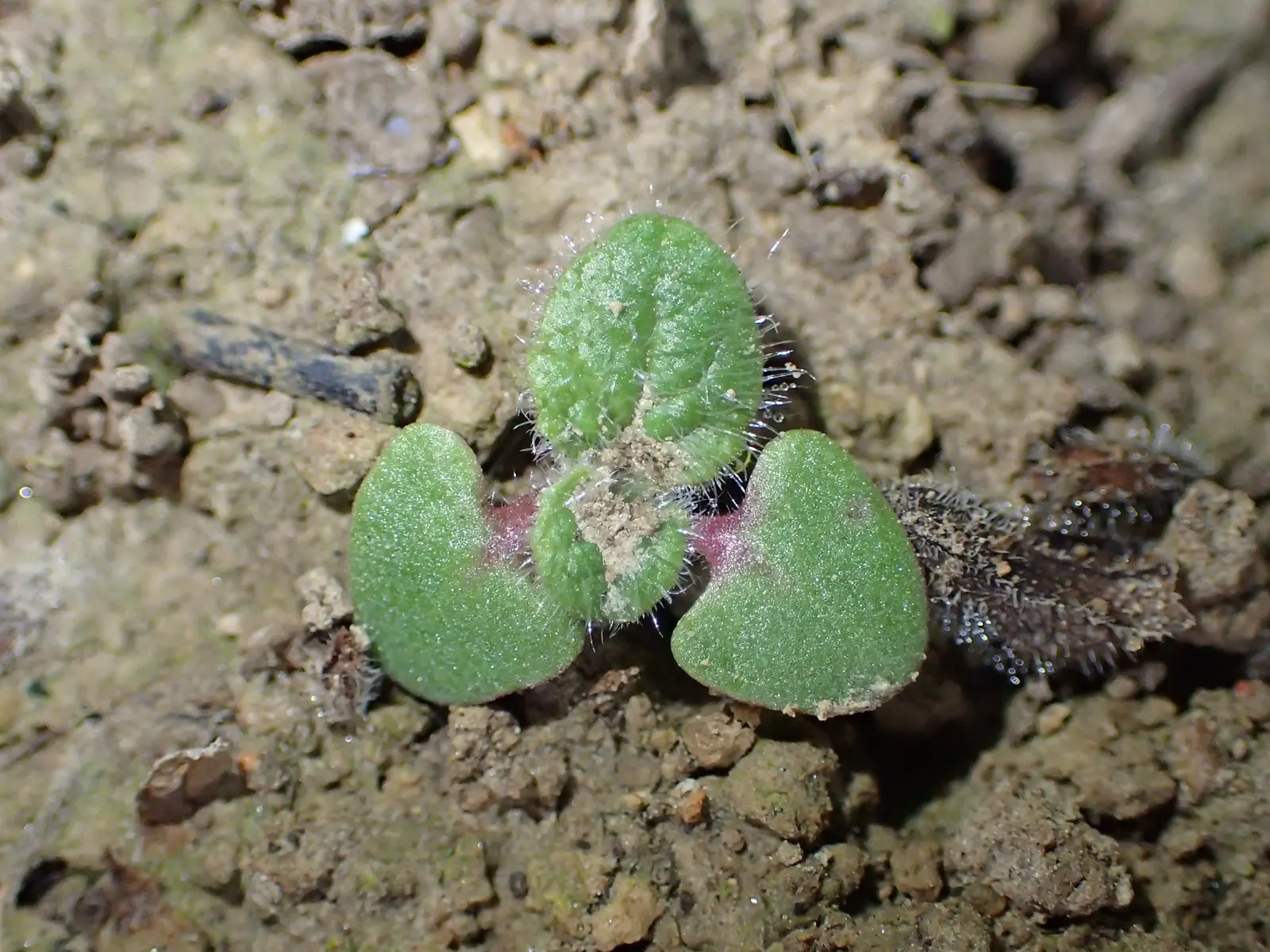 Whorled Sage (Salvia Verticillata) — It is equally resistant to deer; reaching heights of 18 to 30 inches with a spread of 12 to 24 inches, image 64