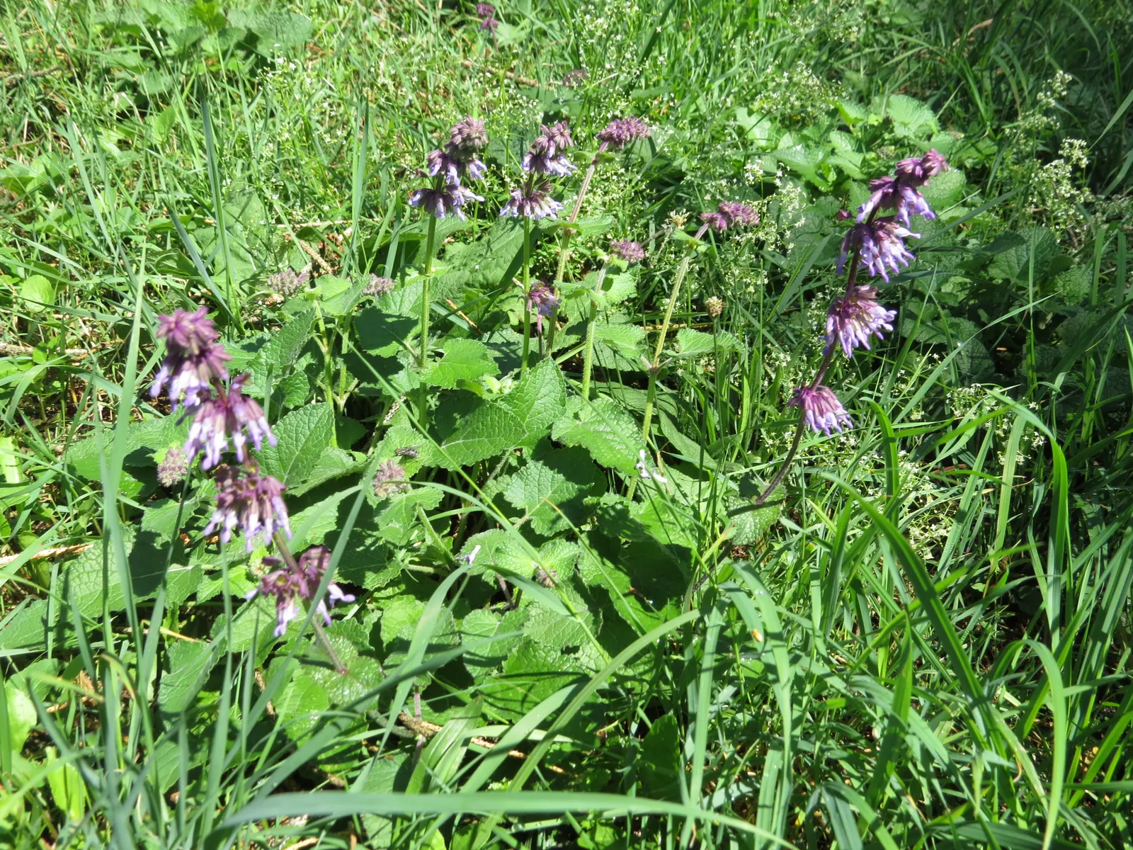 Whorled Sage (Salvia Verticillata) — It is equally resistant to deer
