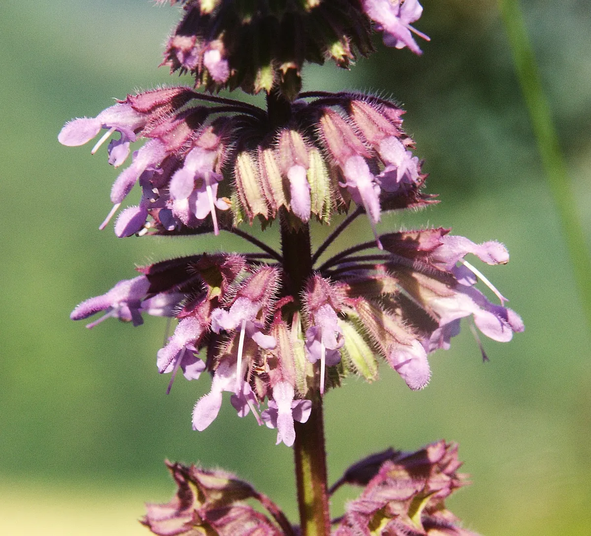 Whorled Sage (Salvia Verticillata) — perennial for full; the Lilac Sage is a notably carefree addition to any garden setting, image 69