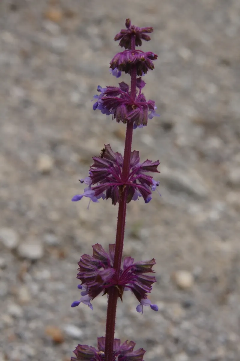 Whorled Sage (Salvia Verticillata) — but during extended dry spells; providing a nectar-rich source which bolsters local biodiversity, image 62