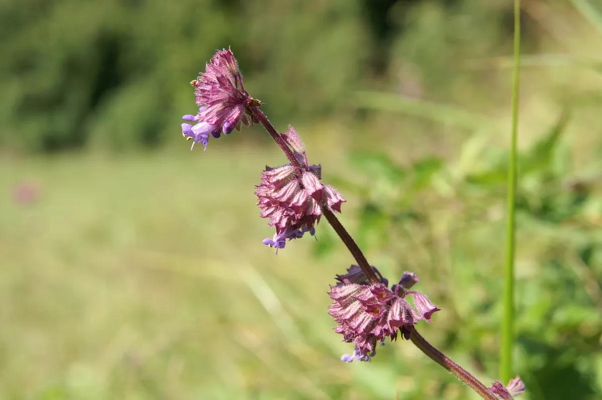 Whorled Sage (Salvia Verticillata) — reducing the need for frequent watering - generally; or as a fragrant ground cover