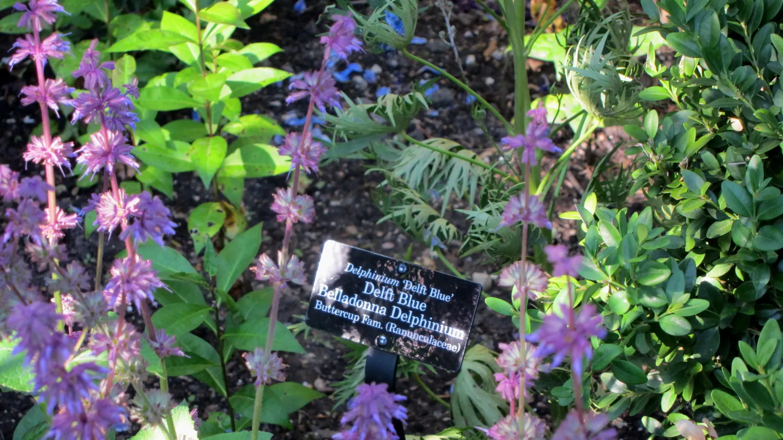 Whorled Sage (Salvia Verticillata) — or as a fragrant ground cover; it is equally resistant to deer