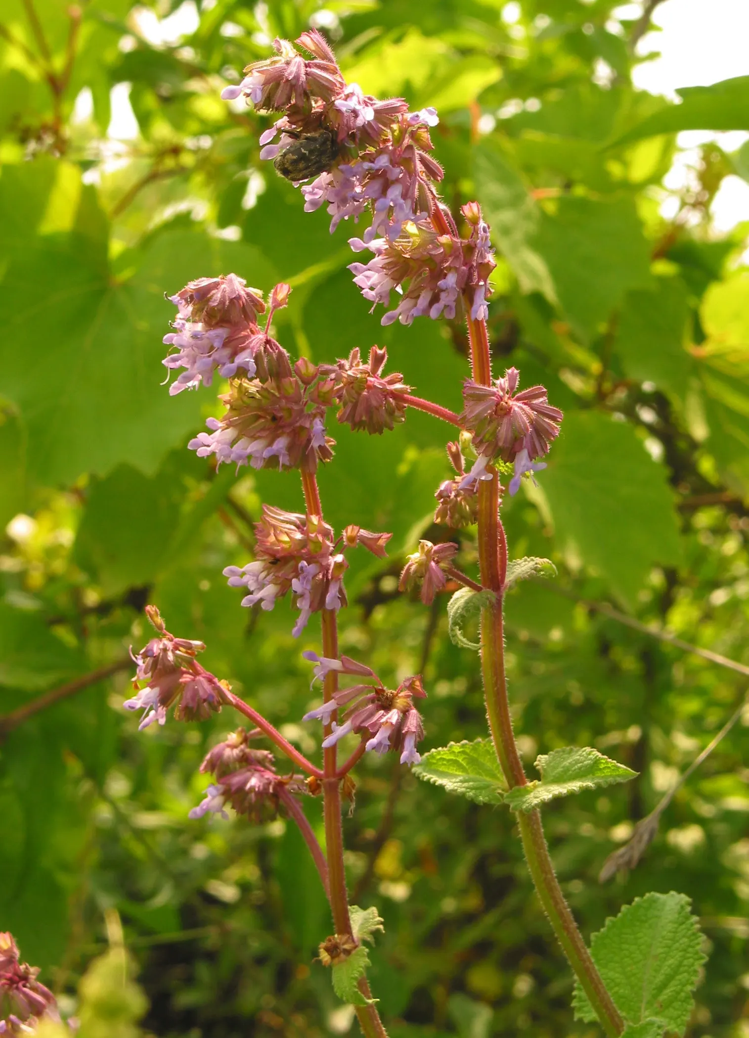 Whorled Sage (Salvia Verticillata) — reducing the need for frequent watering - generally