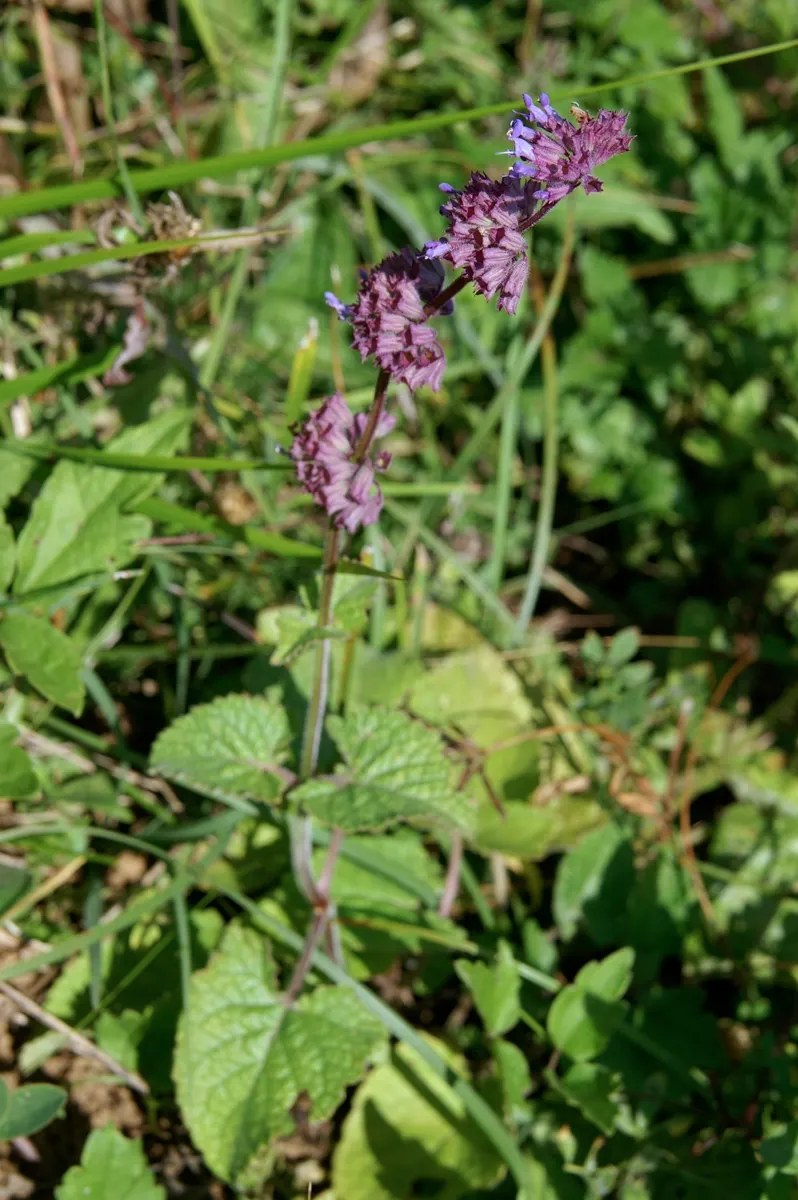 Whorled Sage (Salvia Verticillata) — or as a fragrant ground cover