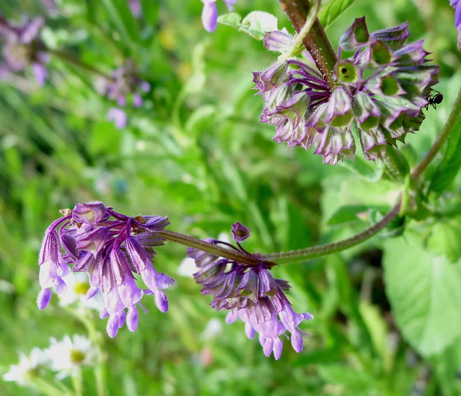 Whorled Sage (Salvia Verticillata) — reaching heights of 18 to 30 inches with a spread of 12 to 24 inches