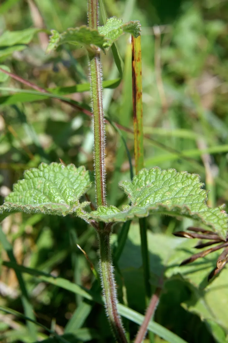 Whorled Sage (Salvia Verticillata) — prized for its whorls of lilac-purple blooms and its robust; but during extended dry spells, image 52