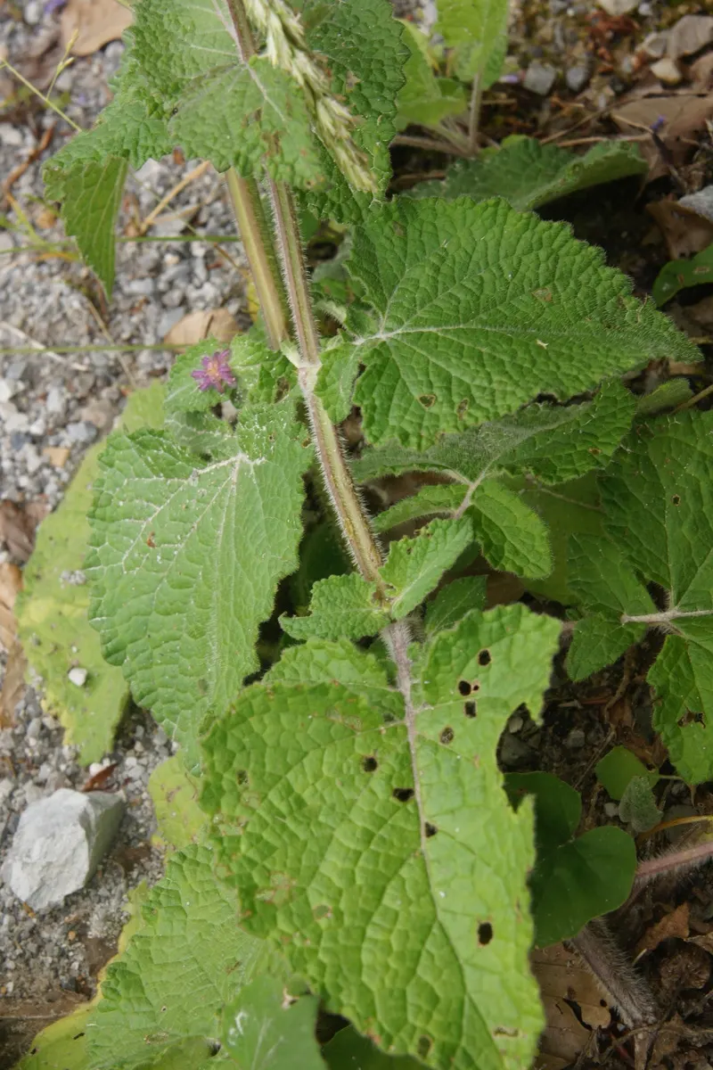 Whorled Sage (Salvia Verticillata) — or as a fragrant ground cover; it is equally resistant to deer, image 49