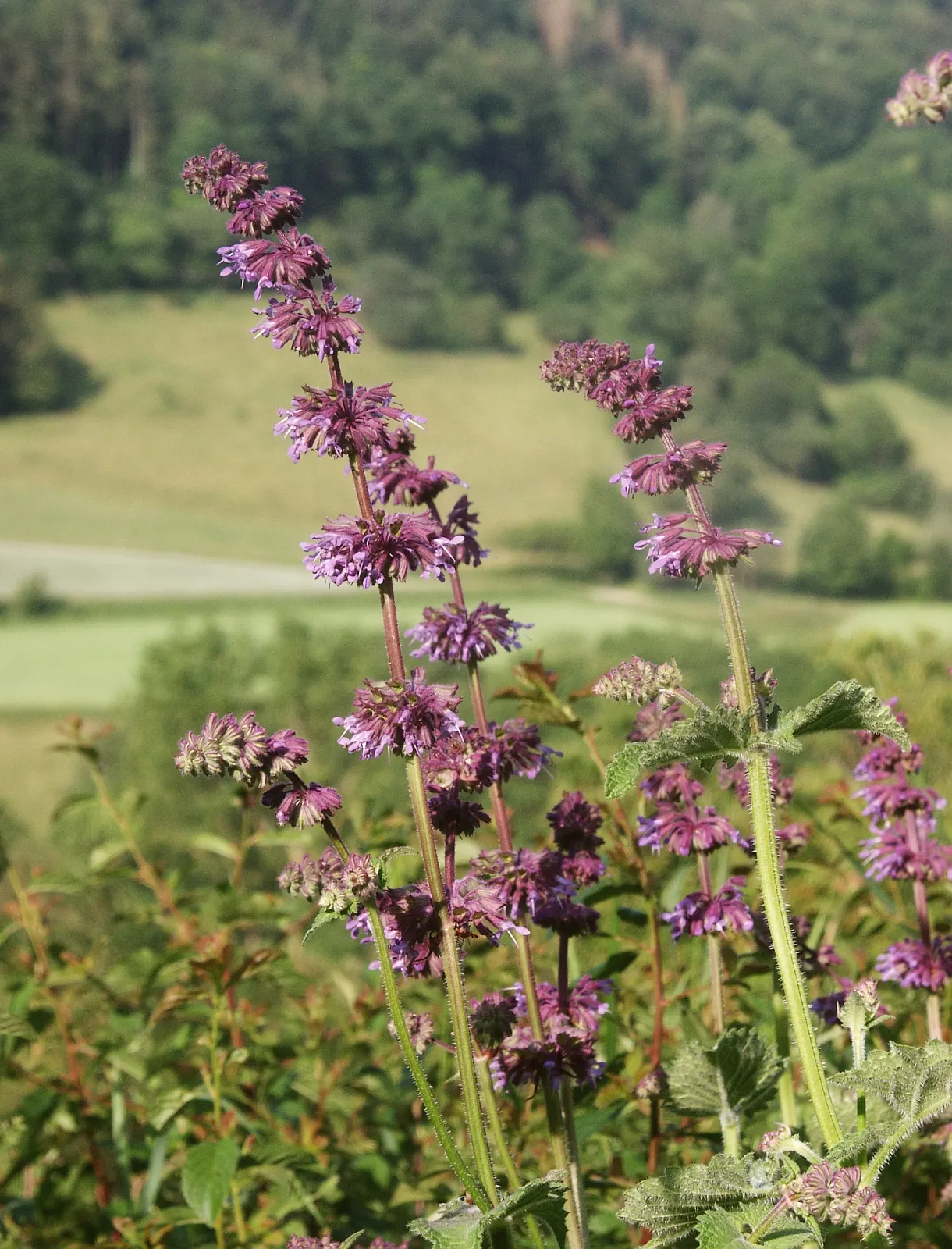 Whorled Sage (Salvia Verticillata) — perfectly suiting it to a variety of landscapes