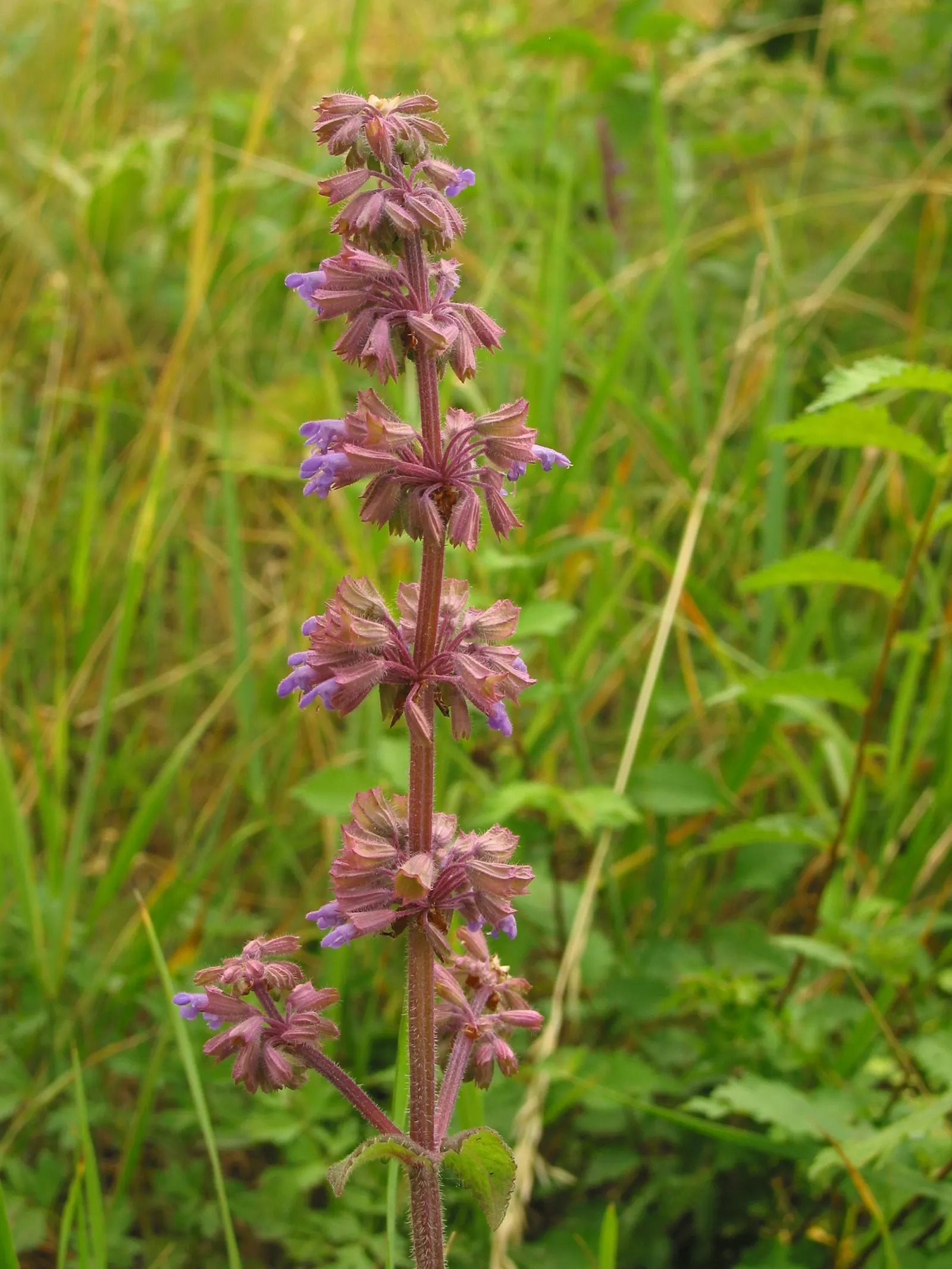 Whorled Sage (Salvia Verticillata) — reaching heights of 18 to 30 inches with a spread of 12 to 24 inches; vertical accent amid the greenery of a garden