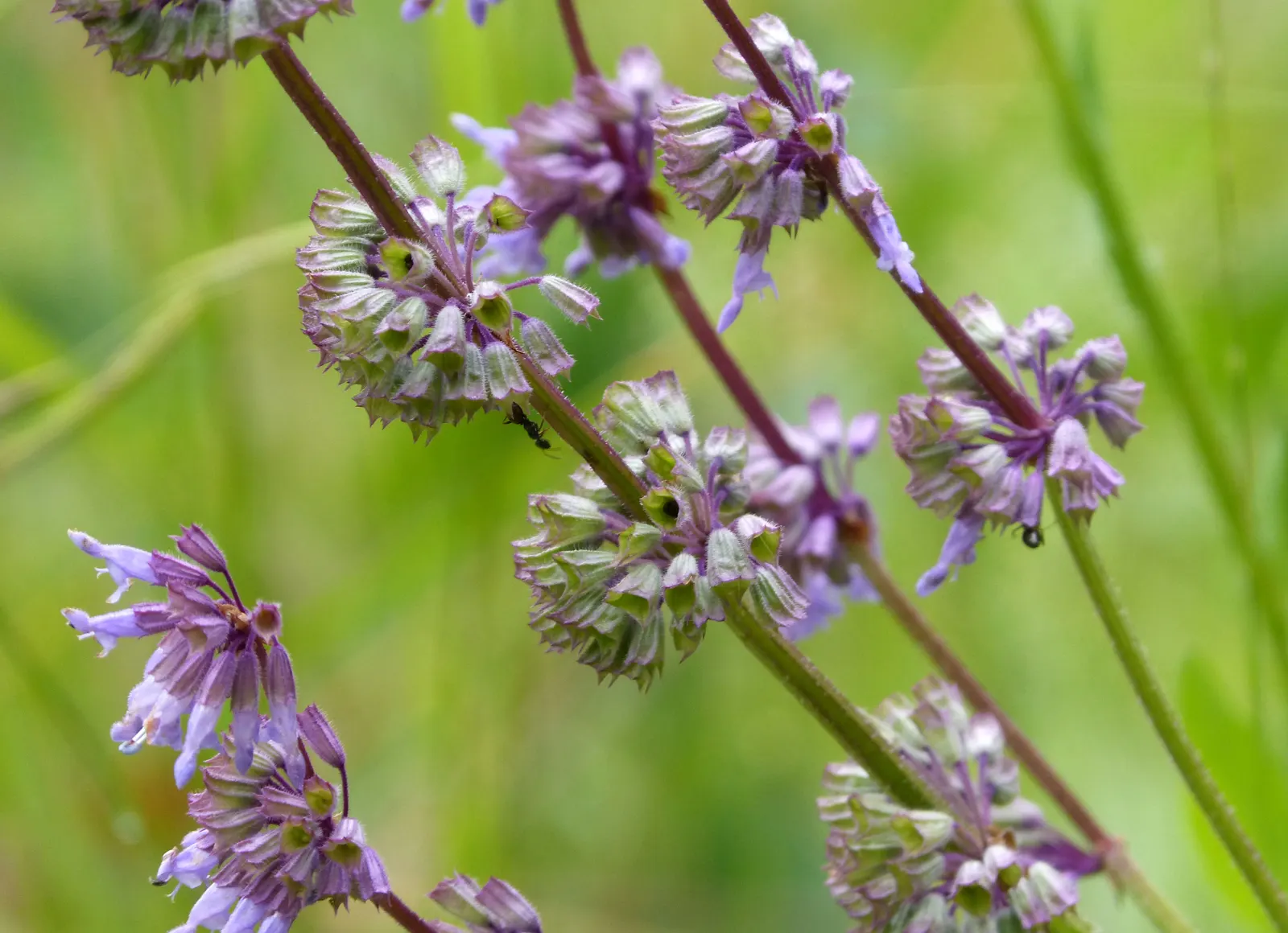Whorled Sage (Salvia Verticillata) — vertical accent amid the greenery of a garden; perennial for full